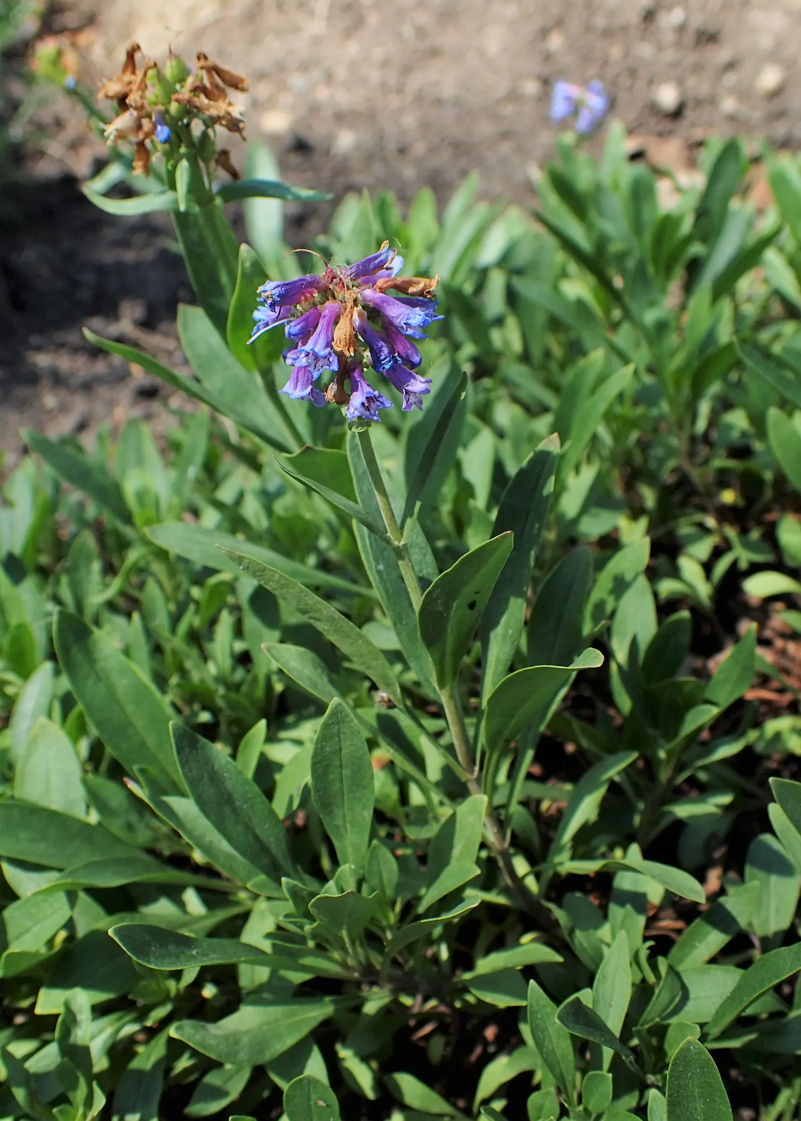 Beardtongue (Penstemon Digitalis 'Blackbeard') — this Beardtongue will achieve its optimal performance; given its hardiness and low maintenance
