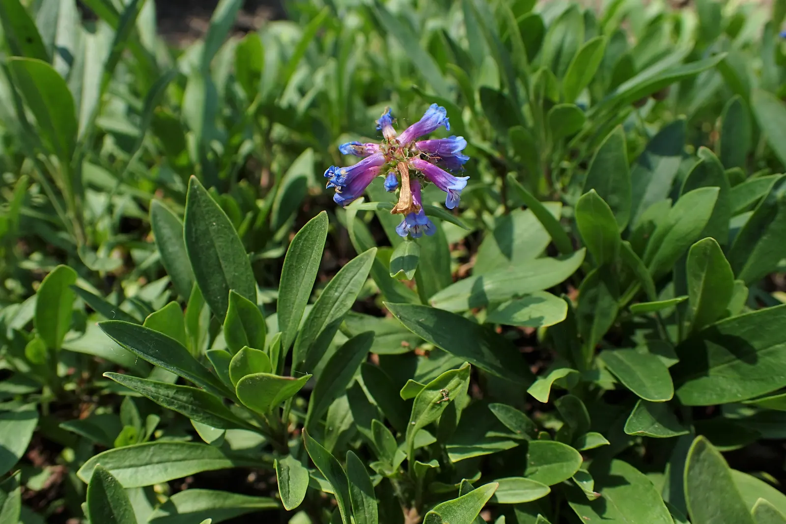 Beardtongue (Penstemon Digitalis 'Blackbeard') — 'Blackbeard' is also unique in that it is resilient in the face of challenging climates; these blooms are
