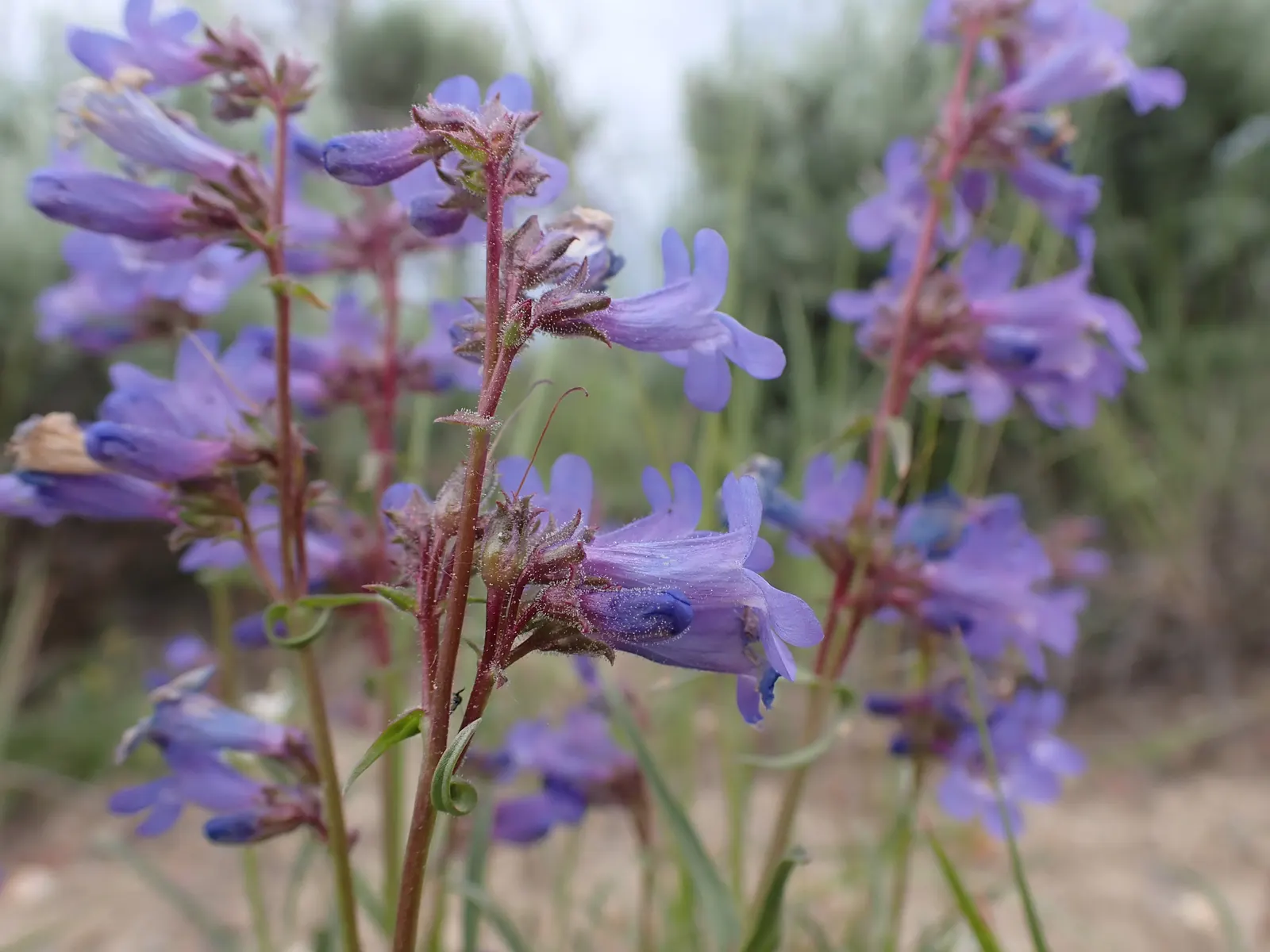 Beardtongue (Penstemon Digitalis 'Blackbeard') — deadheading spent flowers can encourage a second bloom and prevent self-seeding, image 39