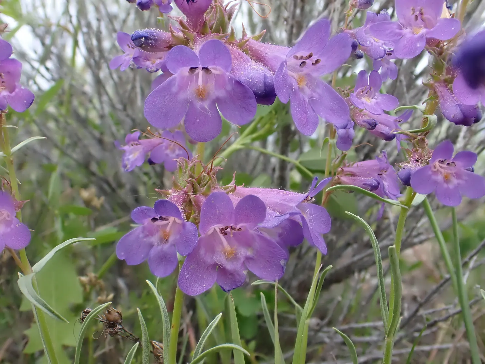 Beardtongue (Penstemon Digitalis 'Blackbeard') — perennial with pink blooms
