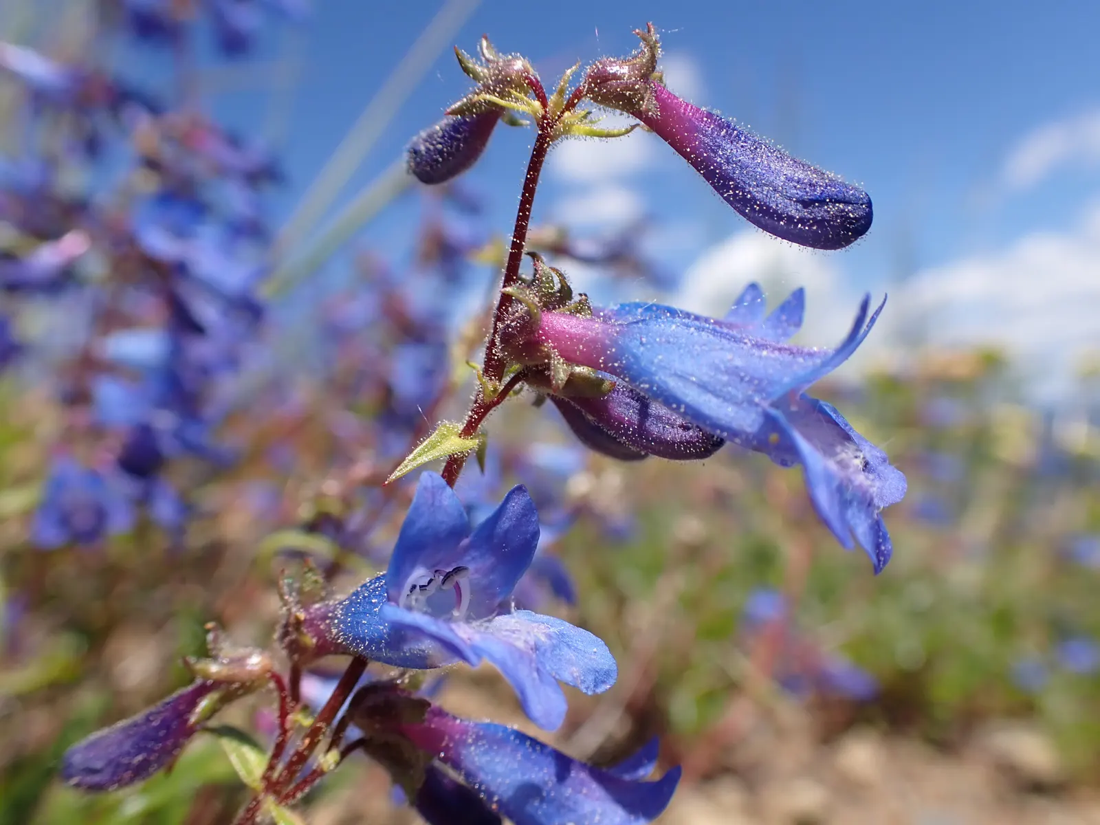 Beardtongue (Penstemon Digitalis 'Blackbeard') — is an alluring perennial plant that makes a distinctive statement in any garden design