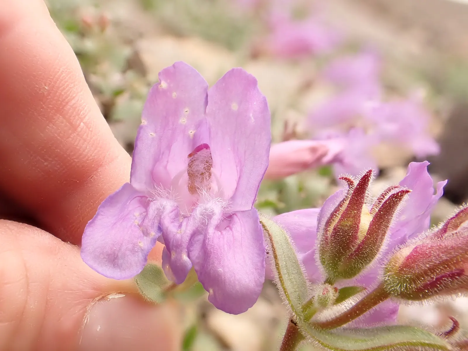Beardtongue (Penstemon Digitalis 'Blackbeard') — With full sun to part shade exposure