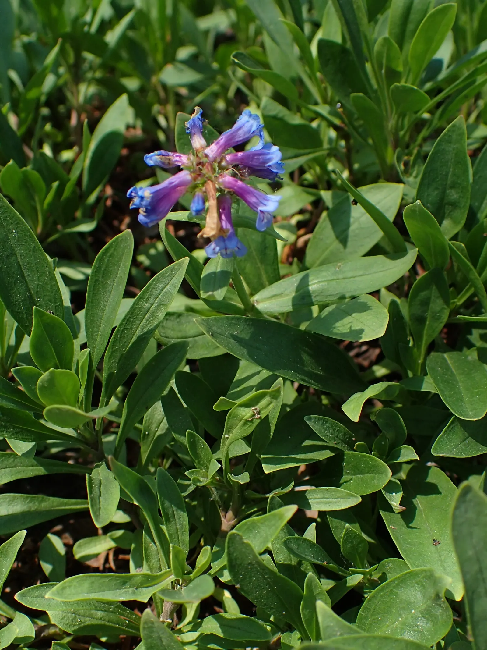Beardtongue (Penstemon Digitalis 'Blackbeard') — though preferring well-drained conditions; given its hardiness and low maintenance