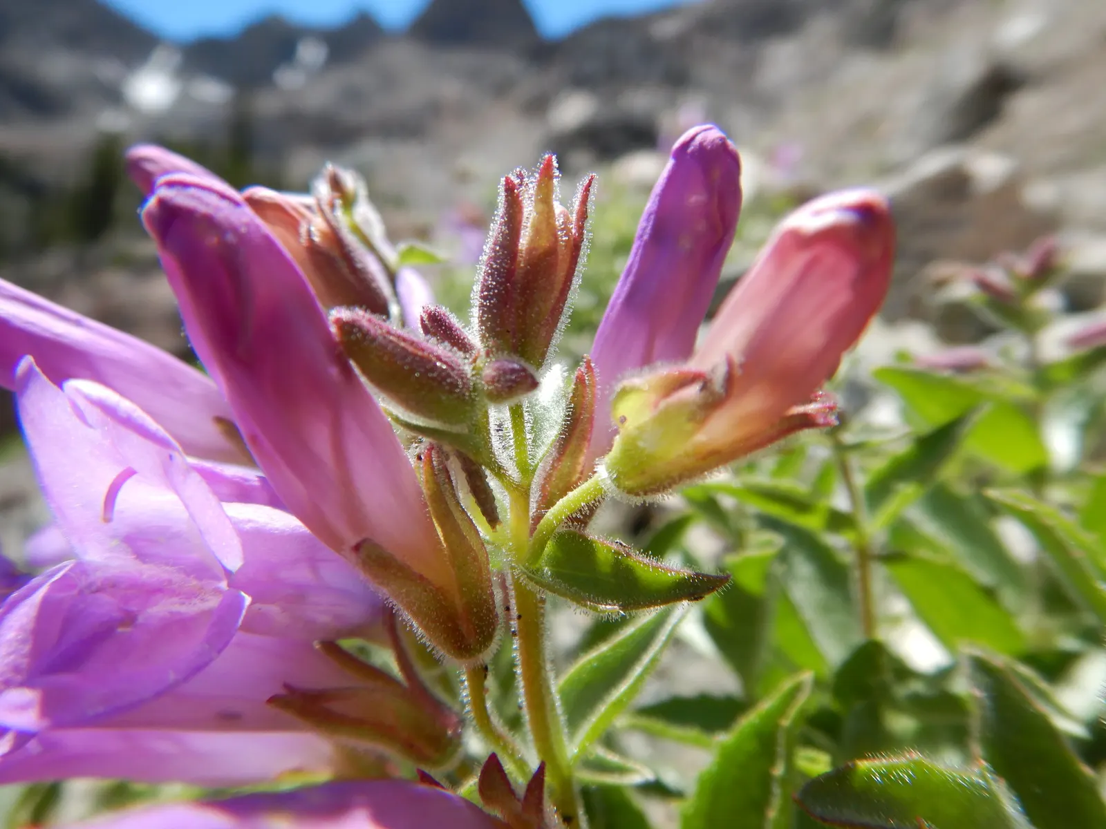 Beardtongue (Penstemon Digitalis 'Blackbeard') — is an alluring perennial plant that makes a distinctive statement in any garden design; given its hardiness