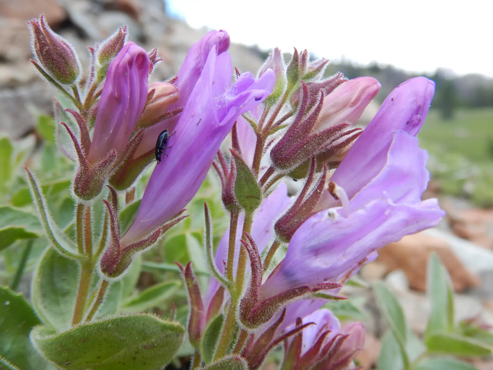 Beardtongue (Penstemon Digitalis 'Blackbeard') — Given its hardiness and low maintenance