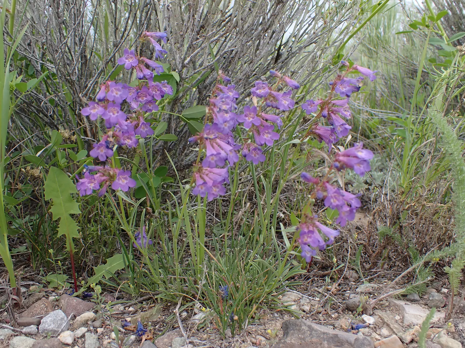 Beardtongue (Penstemon Digitalis 'Blackbeard') — showcasing lavender to white tubular flowers on tall spikes which can reach up to 3 feet in height; given its
