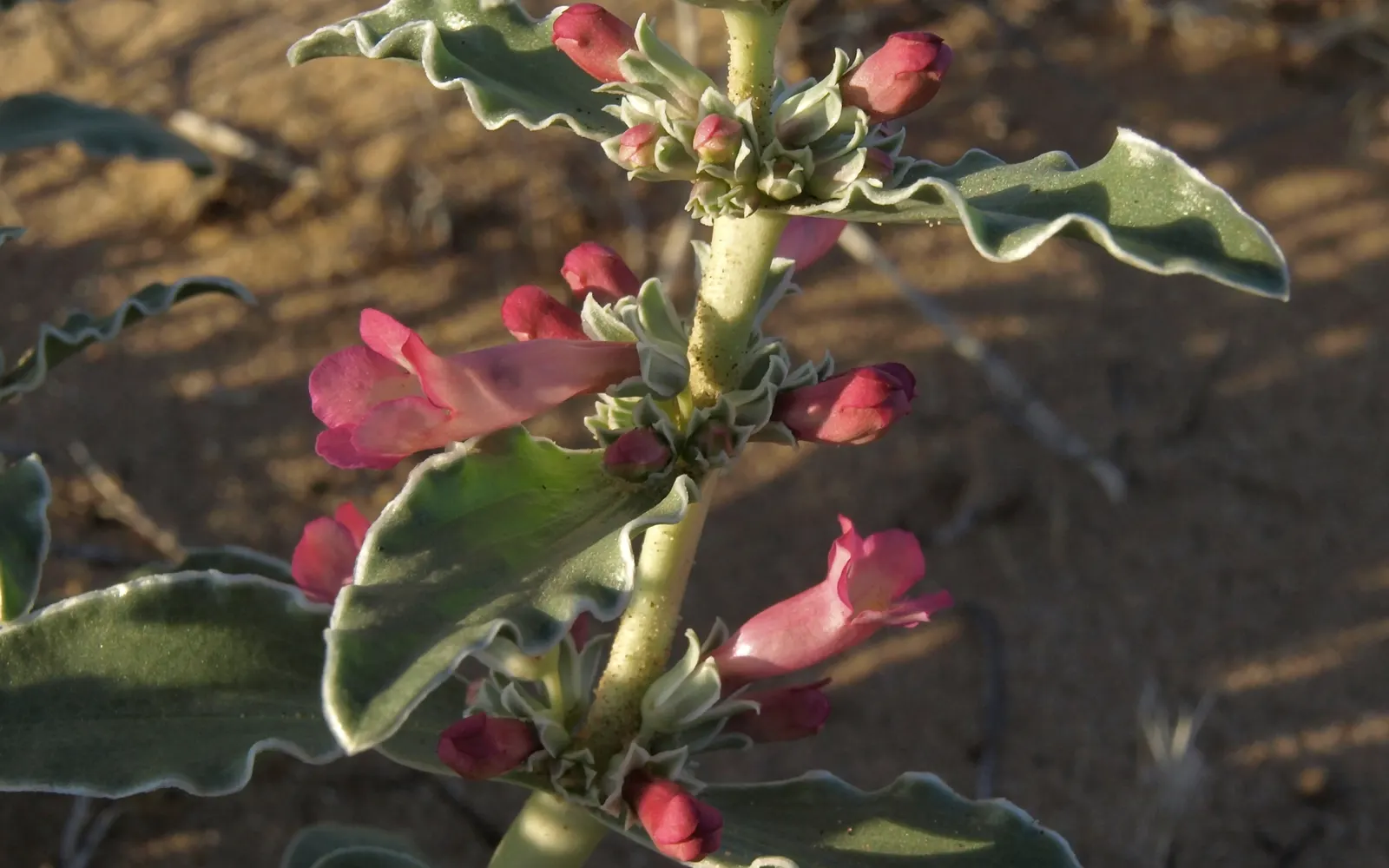 Beardtongue (Penstemon Digitalis 'Blackbeard') — 'Blackbeard' is also unique in that it is resilient in the face of challenging climates
