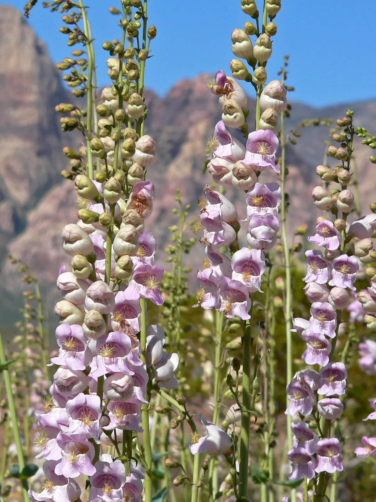 Beardtongue (Penstemon Digitalis 'Blackbeard') — This Beardtongue variant thrives in USDA zones 3-8, prefers full sun to partial shade, and, image 24