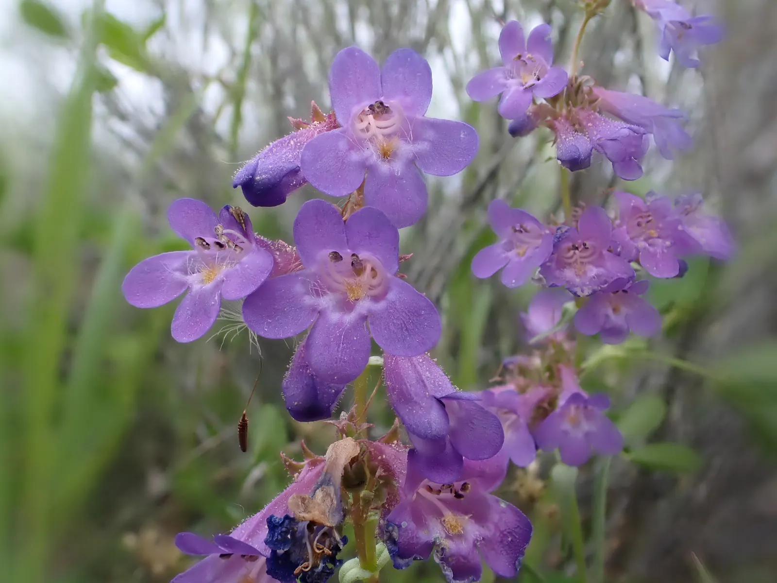 Beardtongue (Penstemon Digitalis 'Blackbeard') — including coloration and bloom yield.<br><br>To maintain its tidy appearance