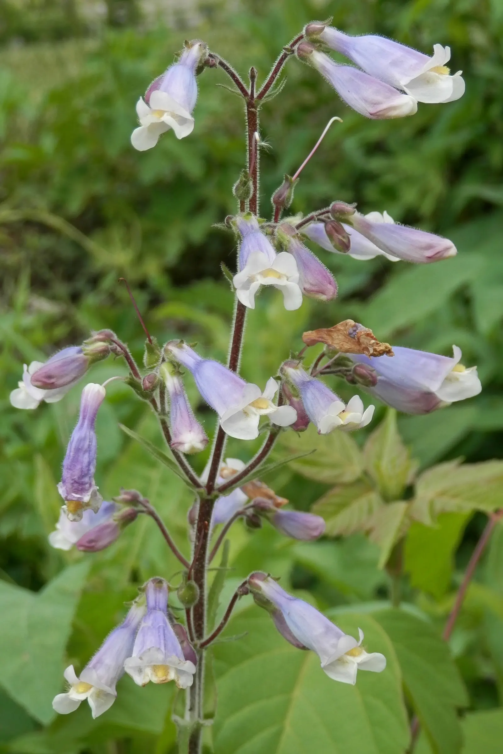 Beardtongue (Penstemon Digitalis 'Blackbeard') — These blooms are particularly attractive to pollinators such as hummingbirds