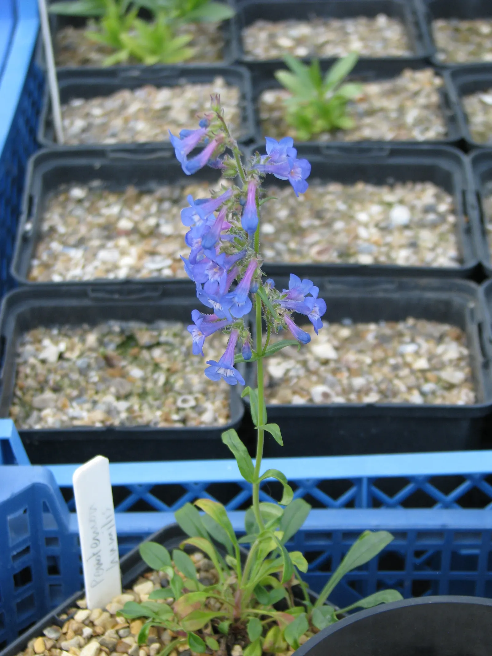Beardtongue (Penstemon Digitalis 'Blackbeard') — adding dynamic wildlife interactions to the landscape.<br><br>Tolerant of a range of soil types; deadheading