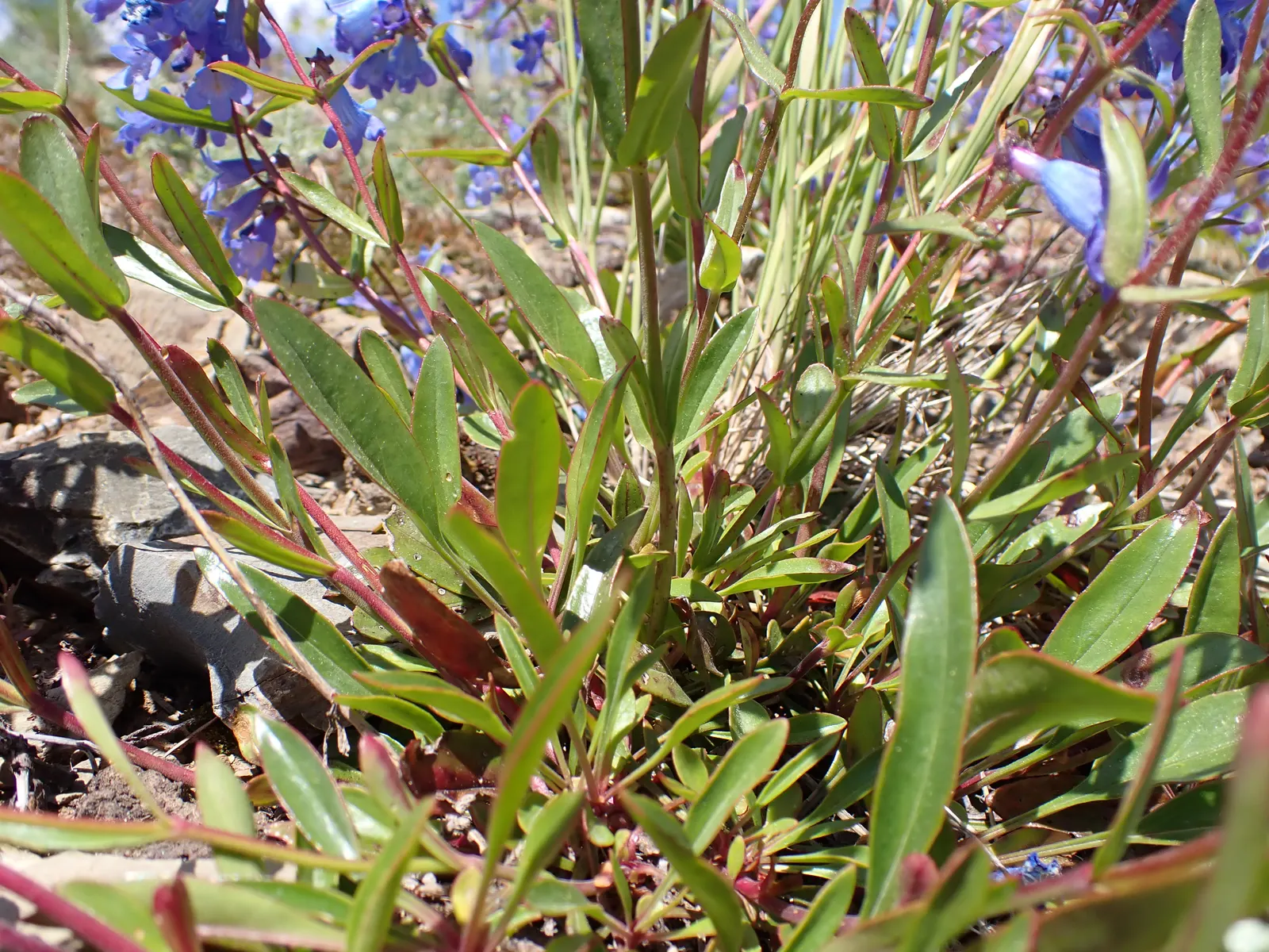 Beardtongue (Penstemon Digitalis 'Blackbeard') — pink flowers in the garden