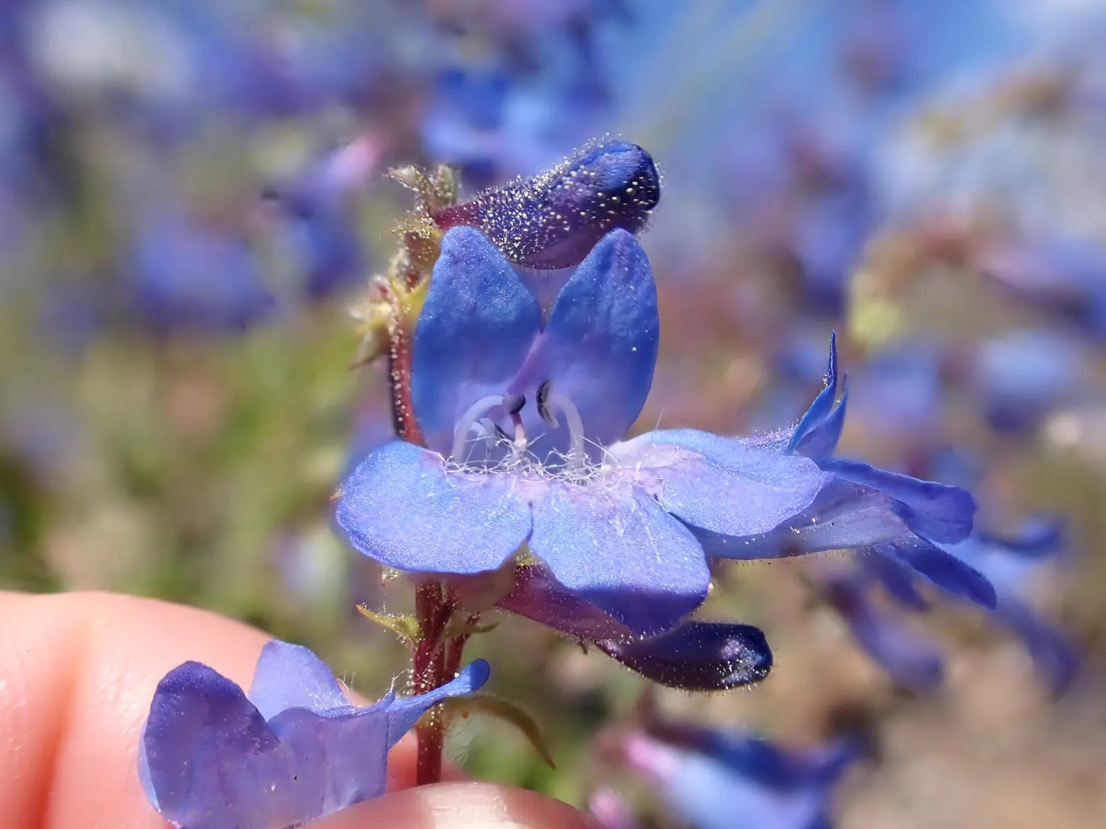 Beardtongue (Penstemon Digitalis 'Blackbeard') — sturdy 3-foot spikes with white bell-shaped flowers and deep purple foliage