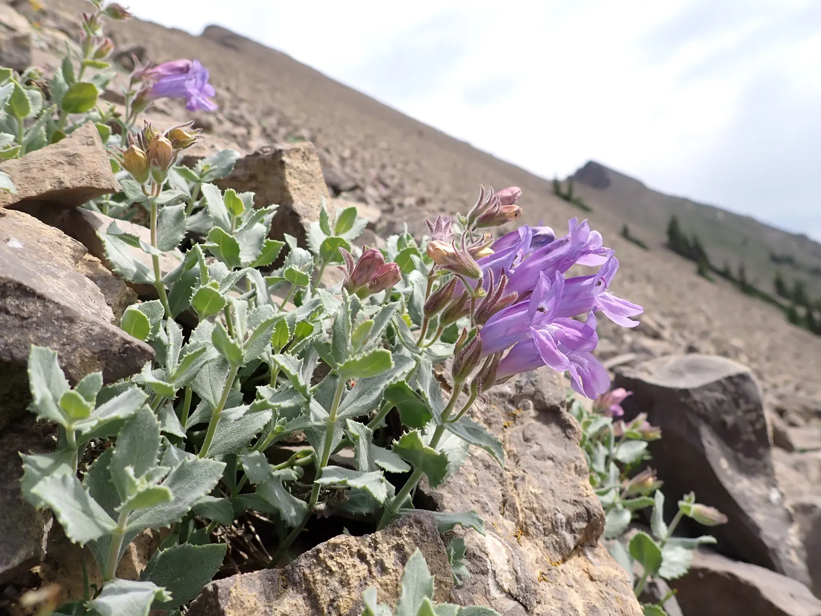 Beardtongue (Penstemon Digitalis 'Blackbeard') — showcasing lavender to white tubular flowers on tall spikes which can reach up to 3 feet in height