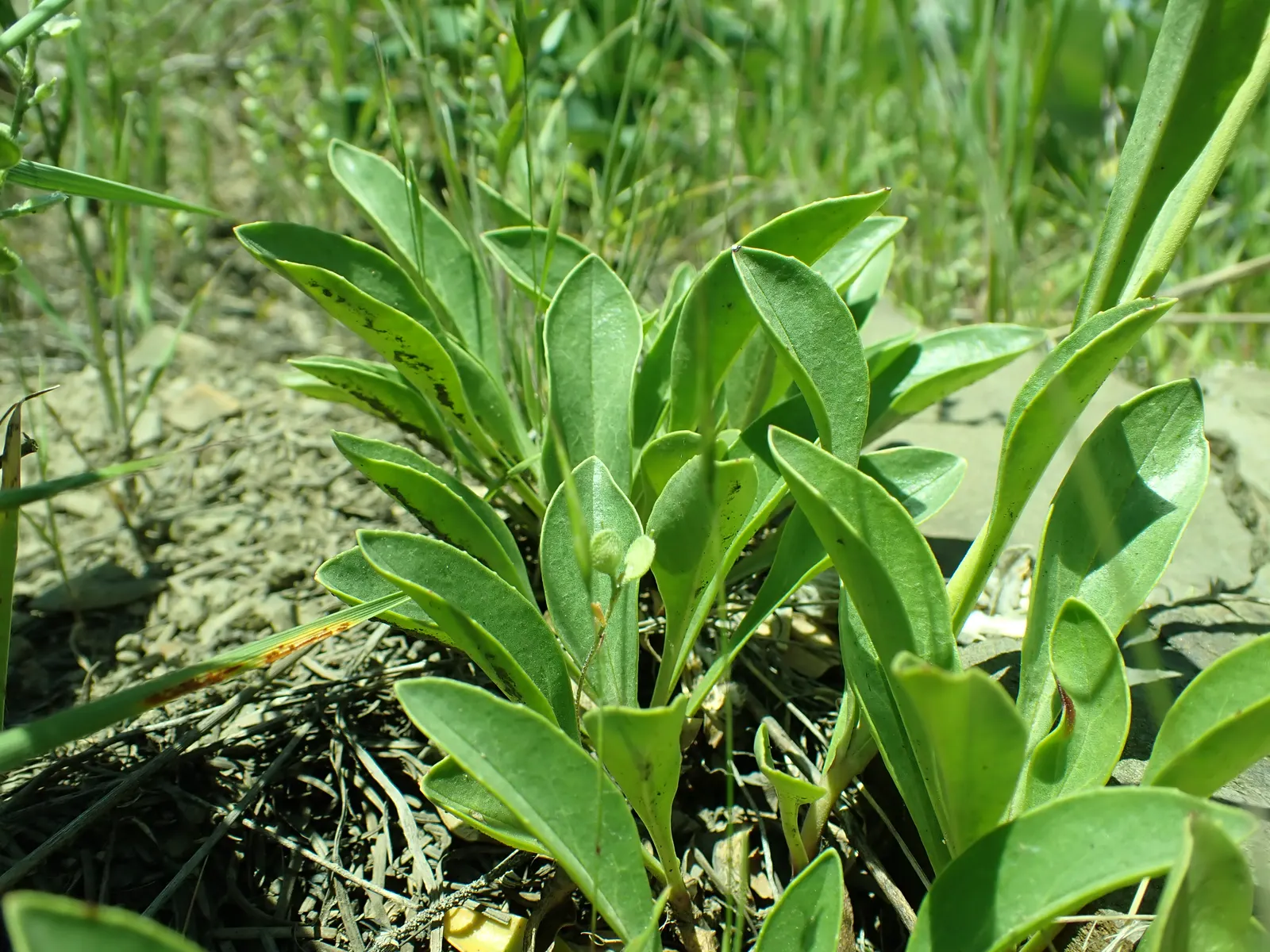 Beardtongue (Penstemon Digitalis 'Blackbeard') — perennial for full