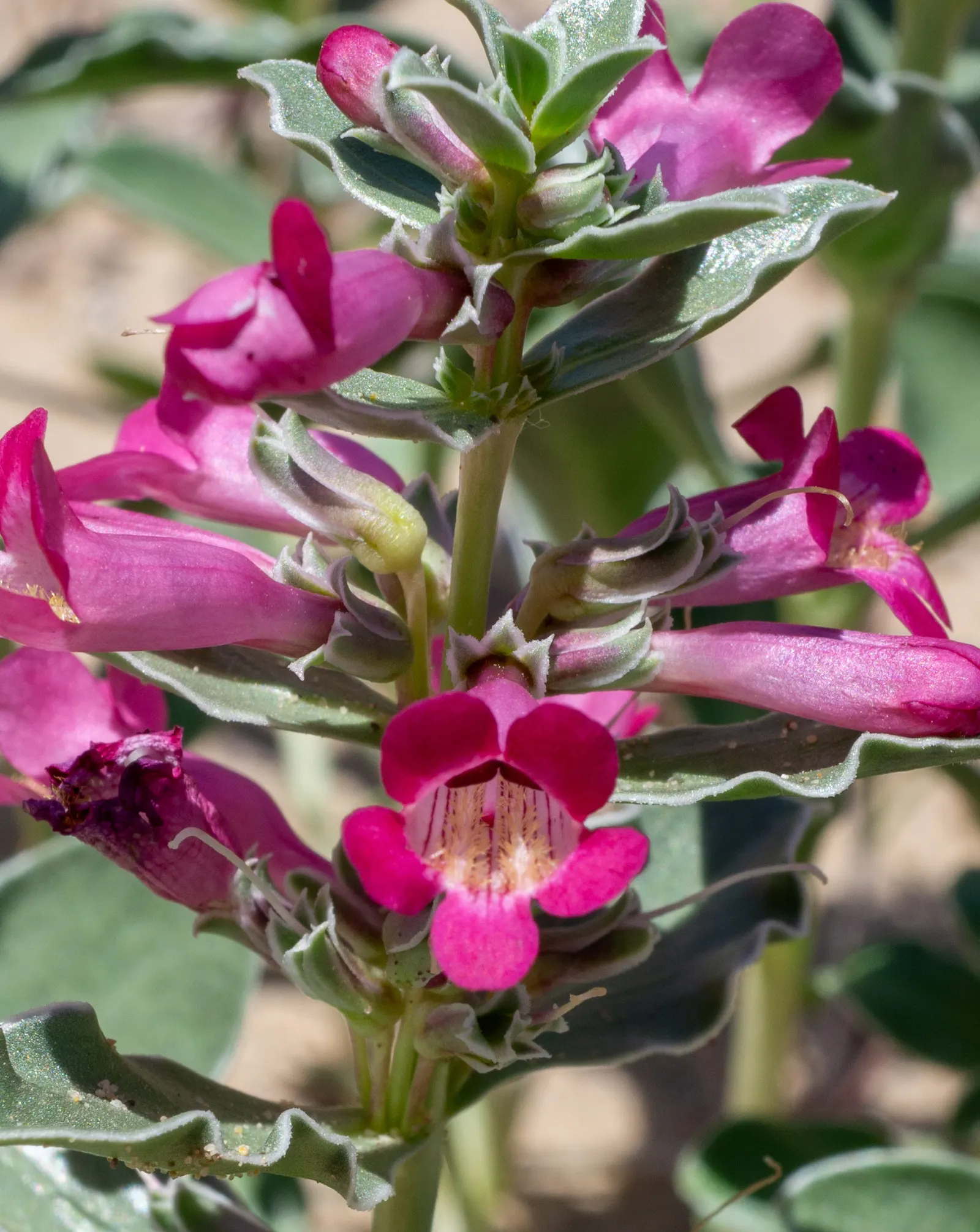 Beardtongue (Penstemon Digitalis 'Blackbeard') — sturdy 3-foot spikes with white bell-shaped flowers and deep purple foliage; these blooms are particularly
