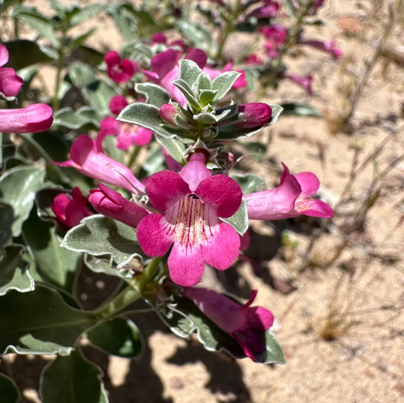 Beardtongue (Penstemon Digitalis 'Blackbeard') — This Beardtongue variant thrives in USDA zones 3-8, prefers full sun to partial shade, and well-draining soil
