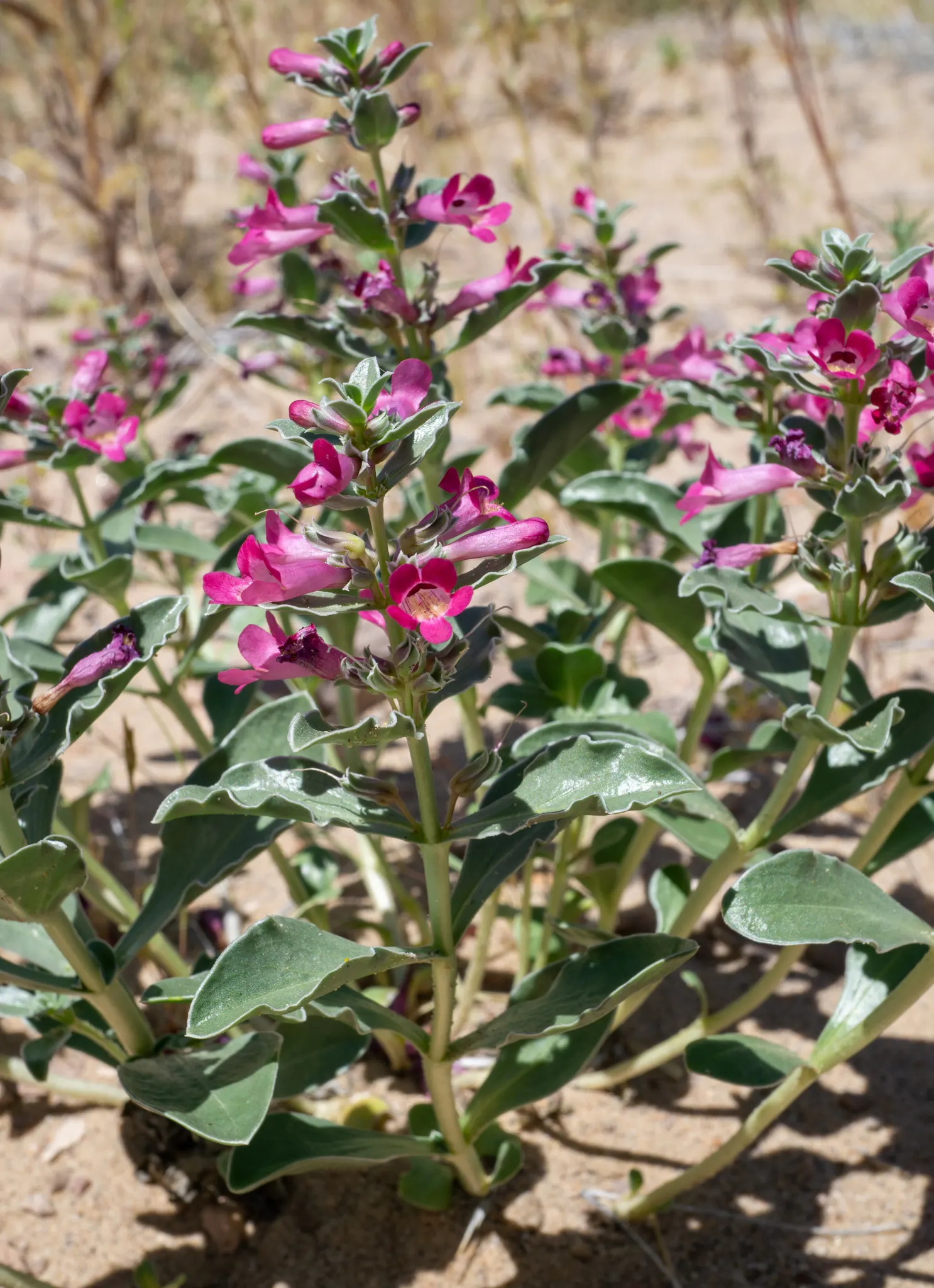 Beardtongue (Penstemon Digitalis 'Blackbeard') — though preferring well-drained conditions