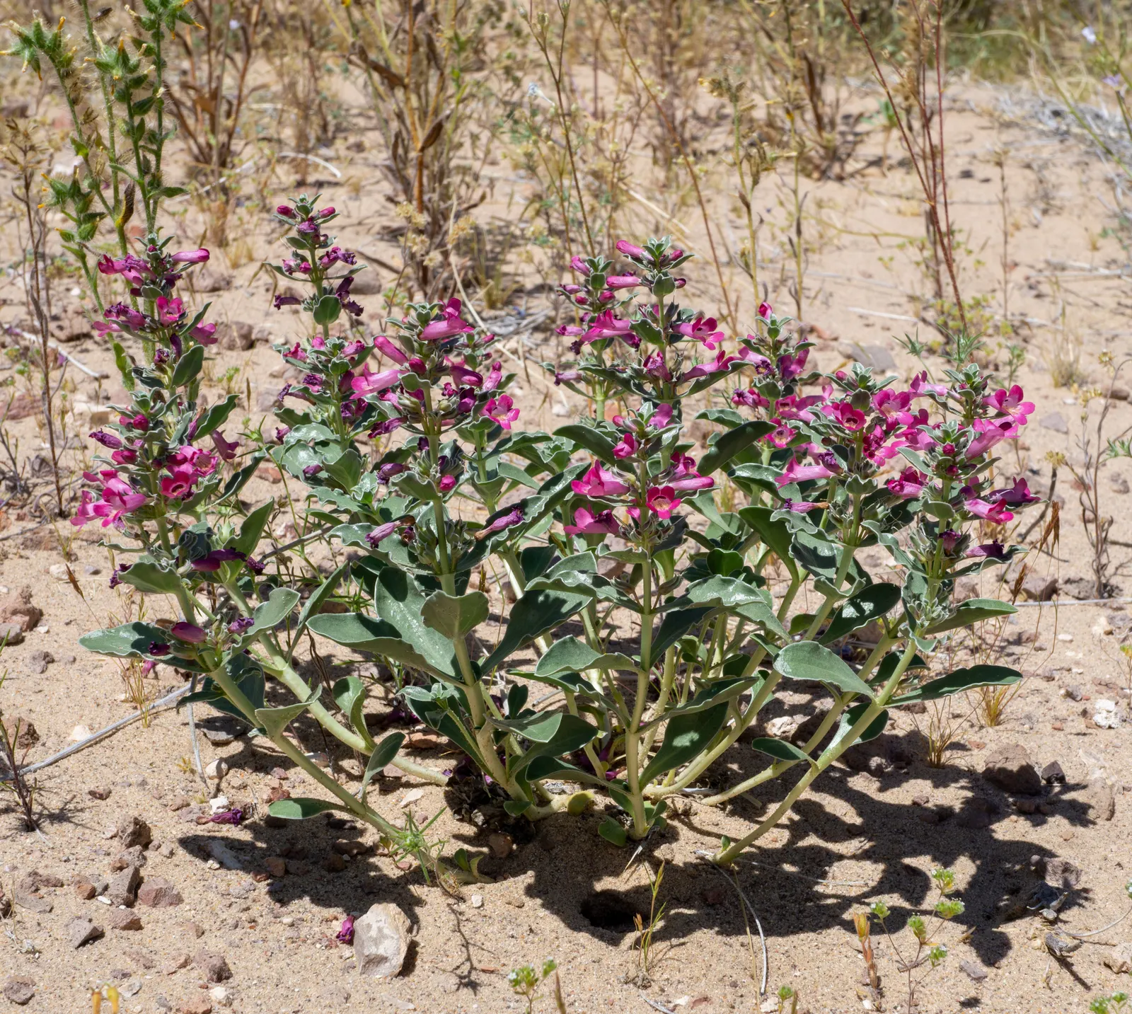 Beardtongue (Penstemon Digitalis 'Blackbeard') — this cultivar stands out with its upright form which provides vertical interest among, image 30
