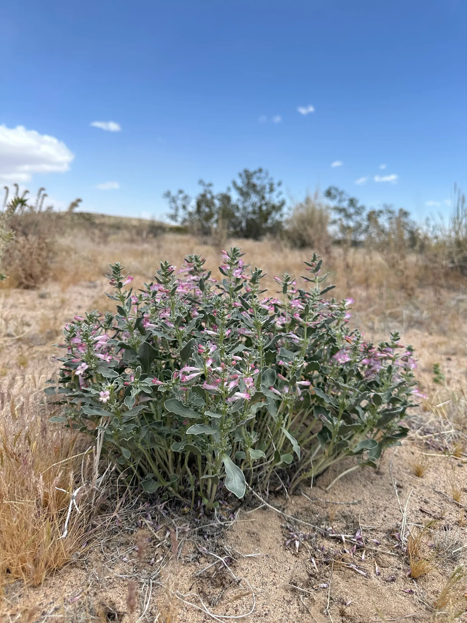Beardtongue (Penstemon Digitalis 'Blackbeard') — including coloration and bloom yield.<br><br>To maintain its tidy appearance; these blooms are particularly