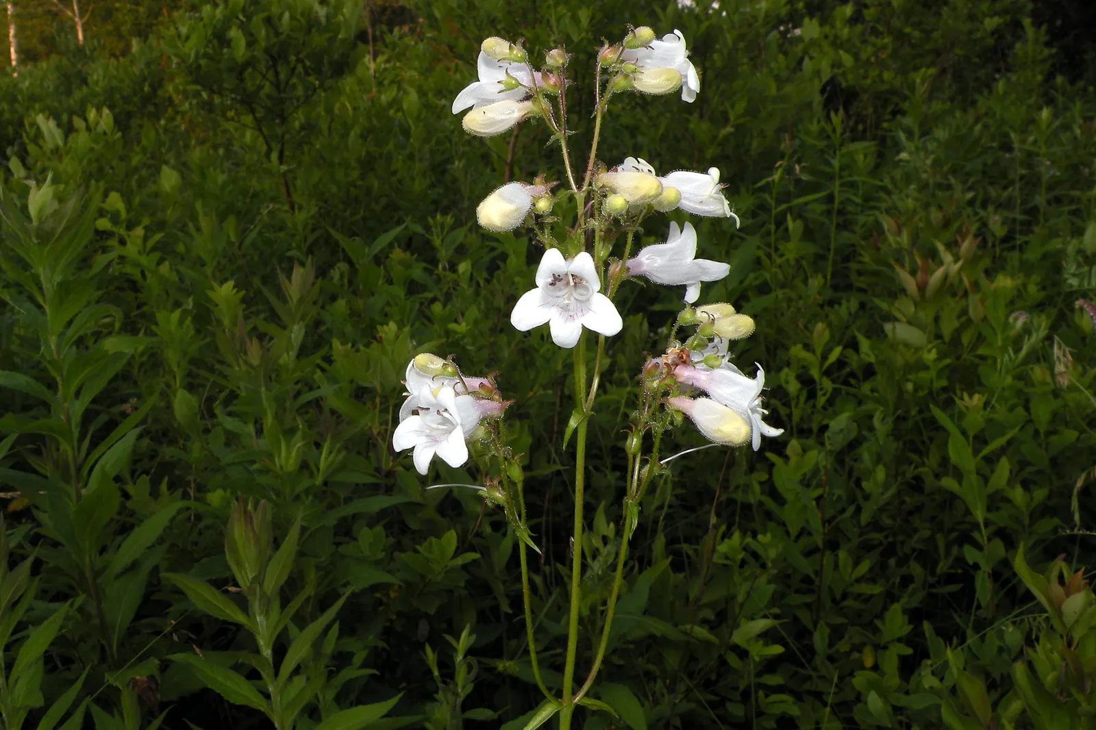 Beardtongue (Penstemon Digitalis 'Blackbeard') — this cultivar stands out with its upright form which provides vertical interest among lower-growing plantings