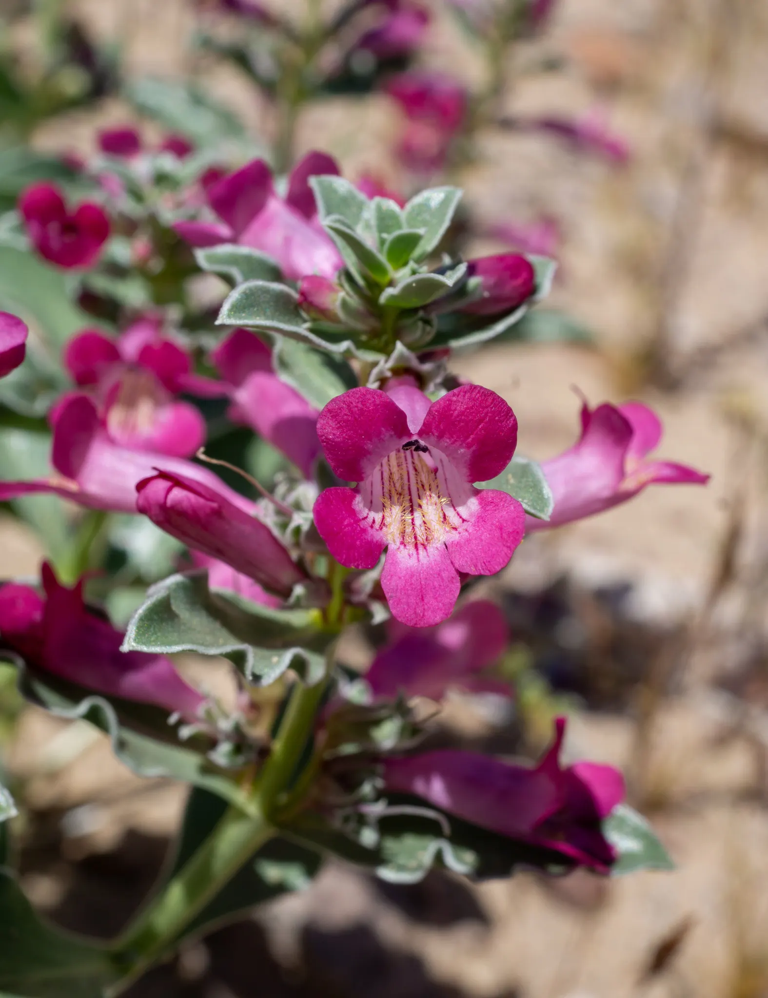 Beardtongue (Penstemon Digitalis 'Blackbeard') — this Beardtongue will achieve its optimal performance