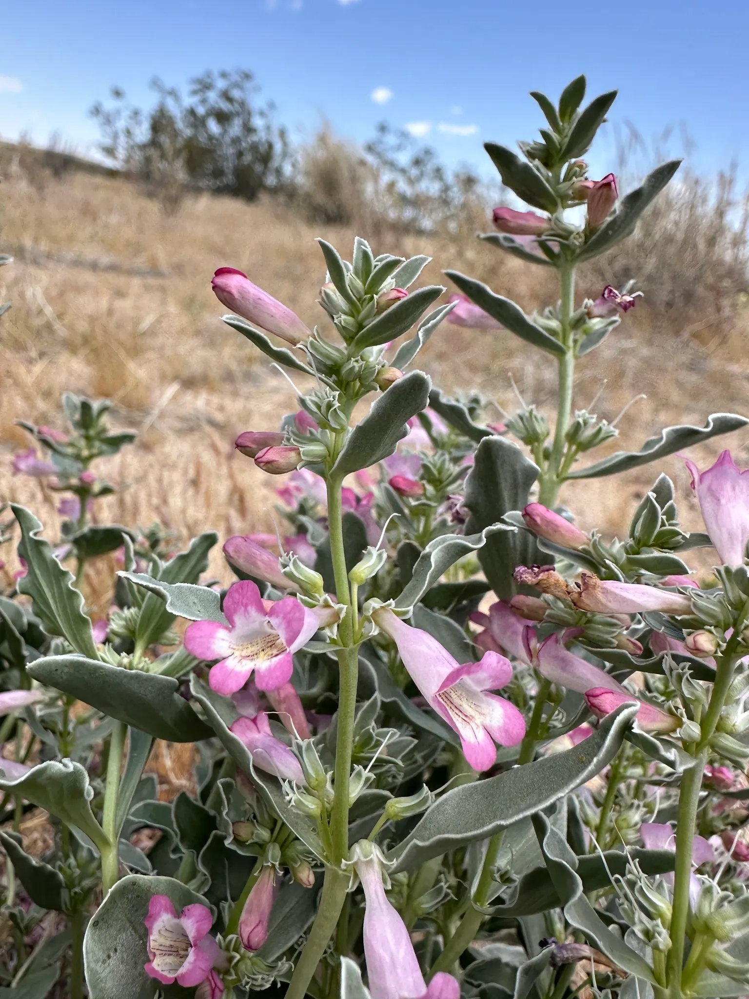 Beardtongue (Penstemon Digitalis 'Blackbeard') — deadheading spent flowers can encourage a second bloom and prevent self-seeding