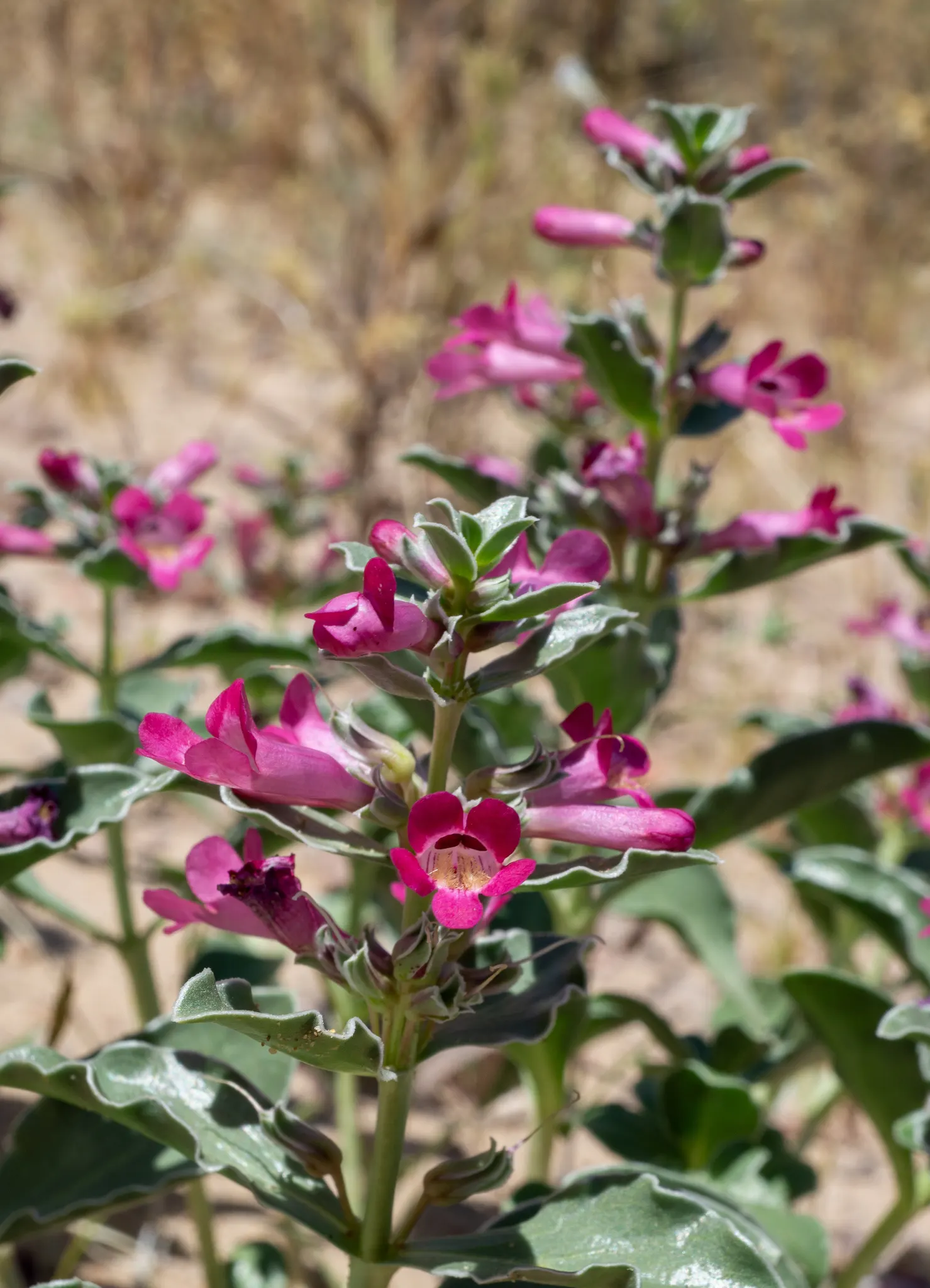 Beardtongue (Penstemon Digitalis 'Blackbeard') — it's ideal for adding vertical interest and contrasting color in borders; these blooms are particularly