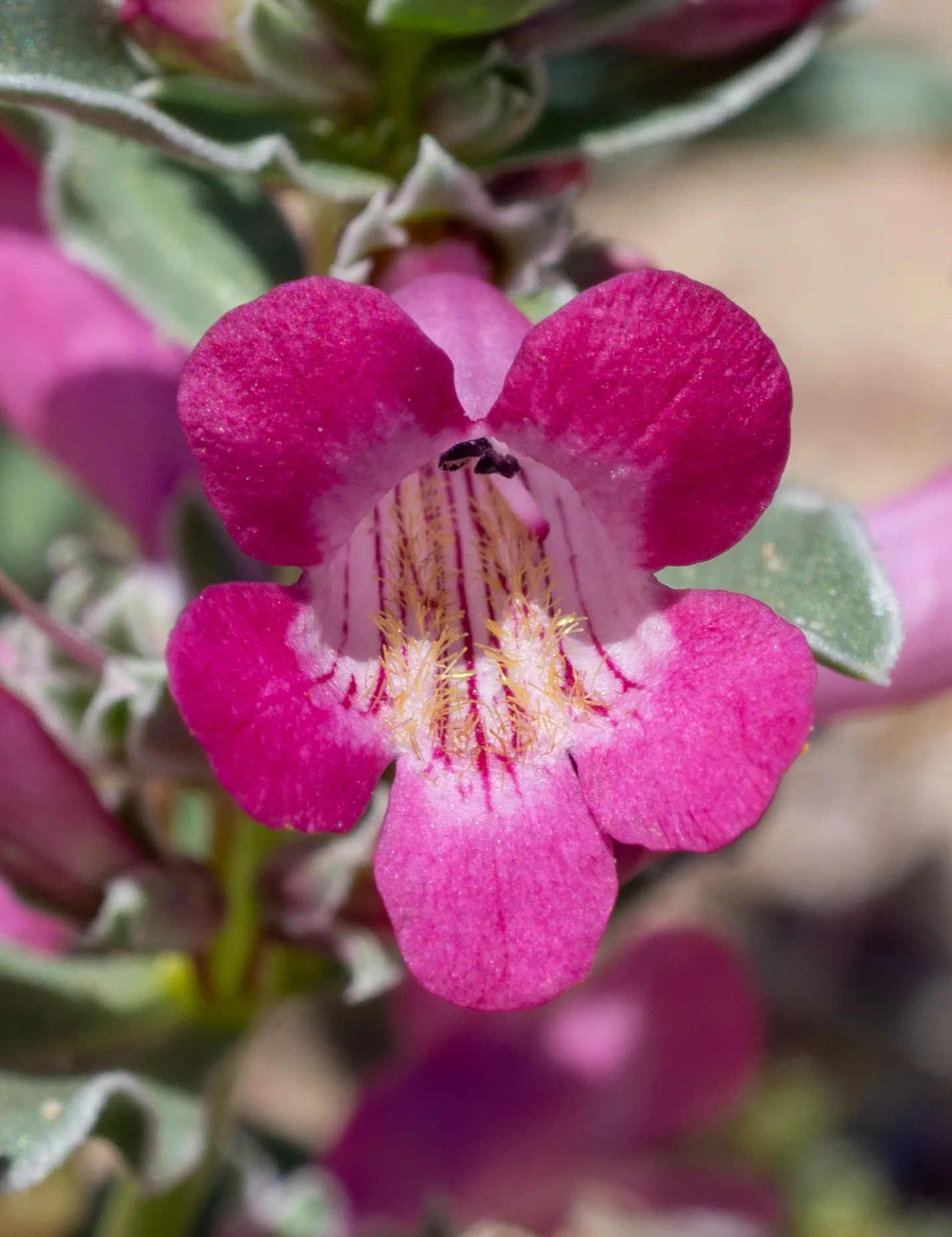 Beardtongue (Penstemon Digitalis 'Blackbeard') — With full sun to part shade exposure; deadheading spent flowers can encourage a second bloom and prevent