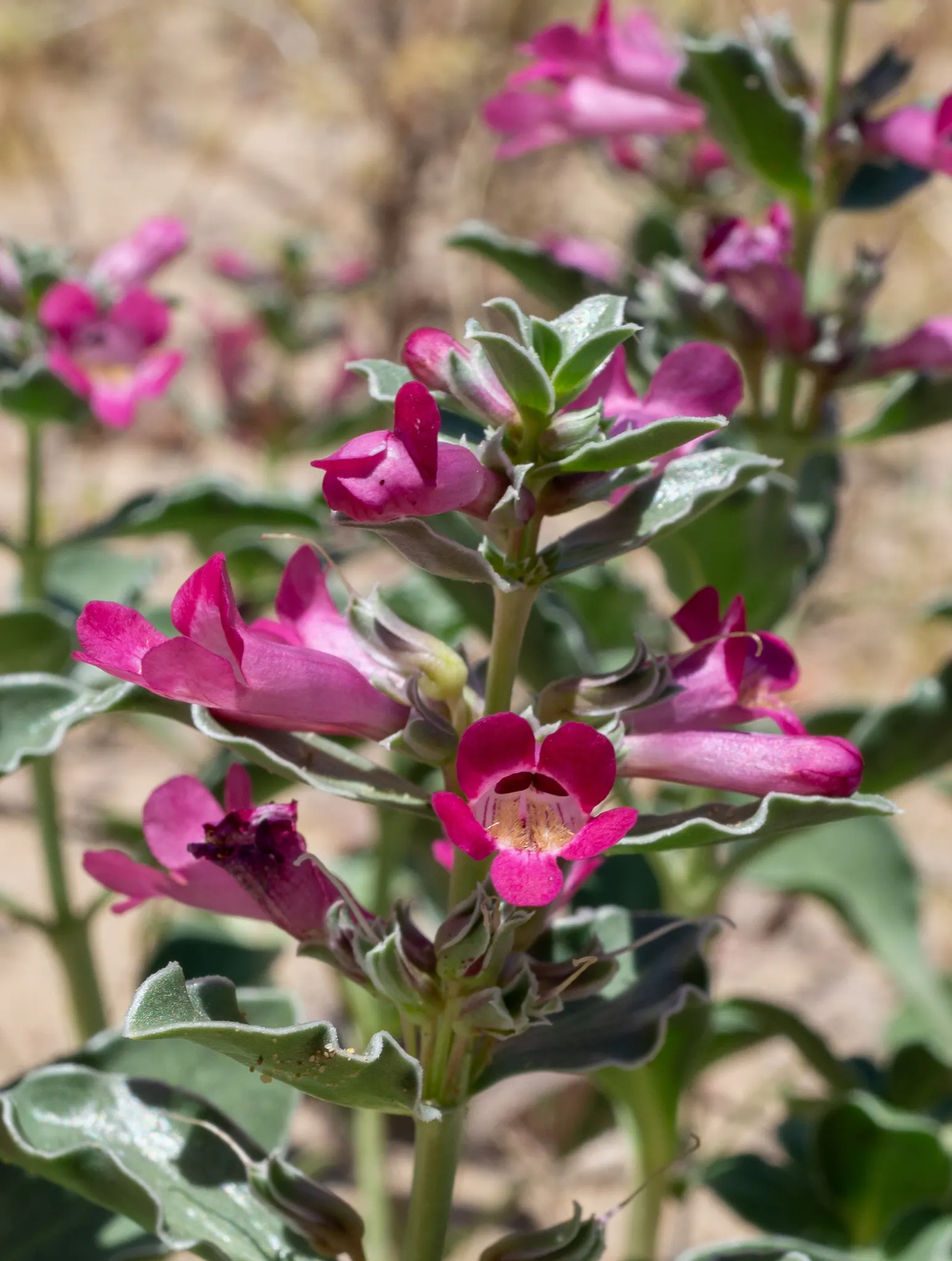 Beardtongue (Penstemon Digitalis 'Blackbeard') — These blooms are particularly attractive to pollinators such as hummingbirds, image 32