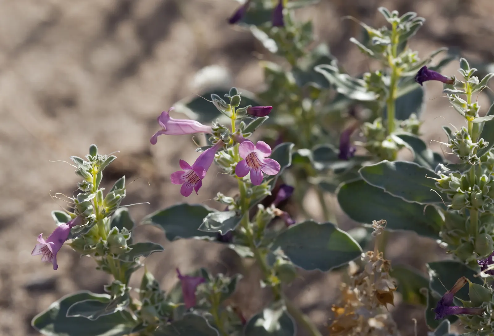 Beardtongue (Penstemon Digitalis 'Blackbeard') — Reaching heights of approximately 2 to 3 feet with a similar spread