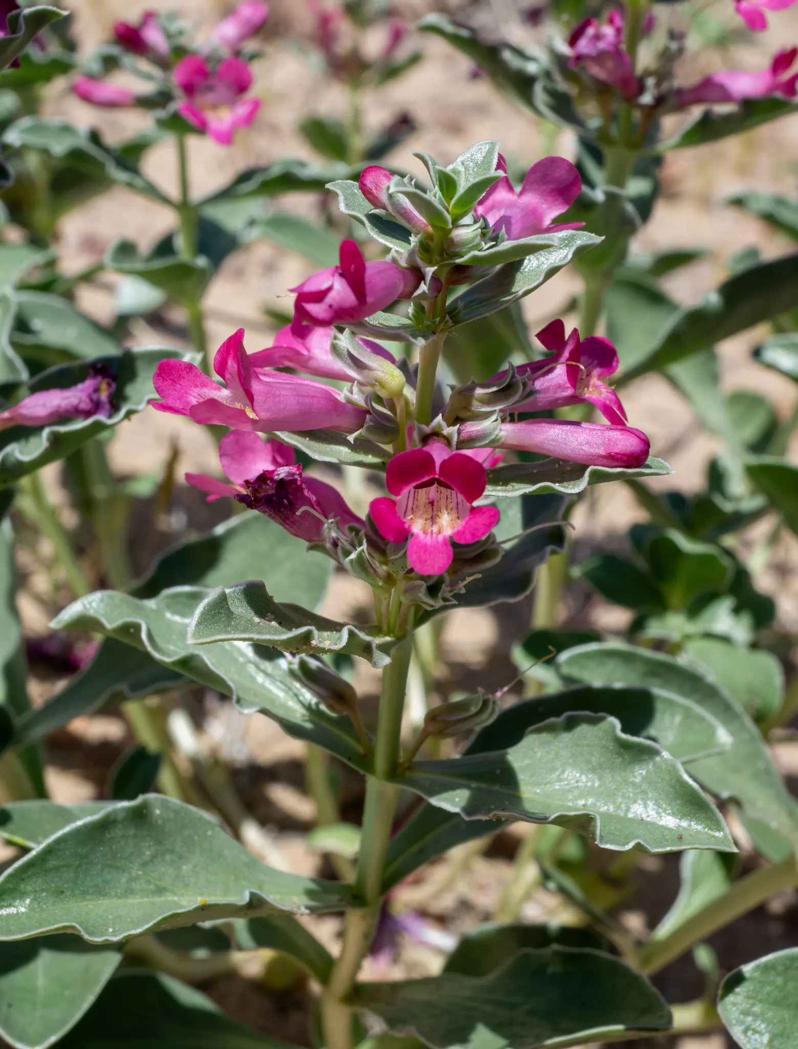 Beardtongue (Penstemon Digitalis 'Blackbeard') — pink flowers in the garden; given its hardiness and low maintenance