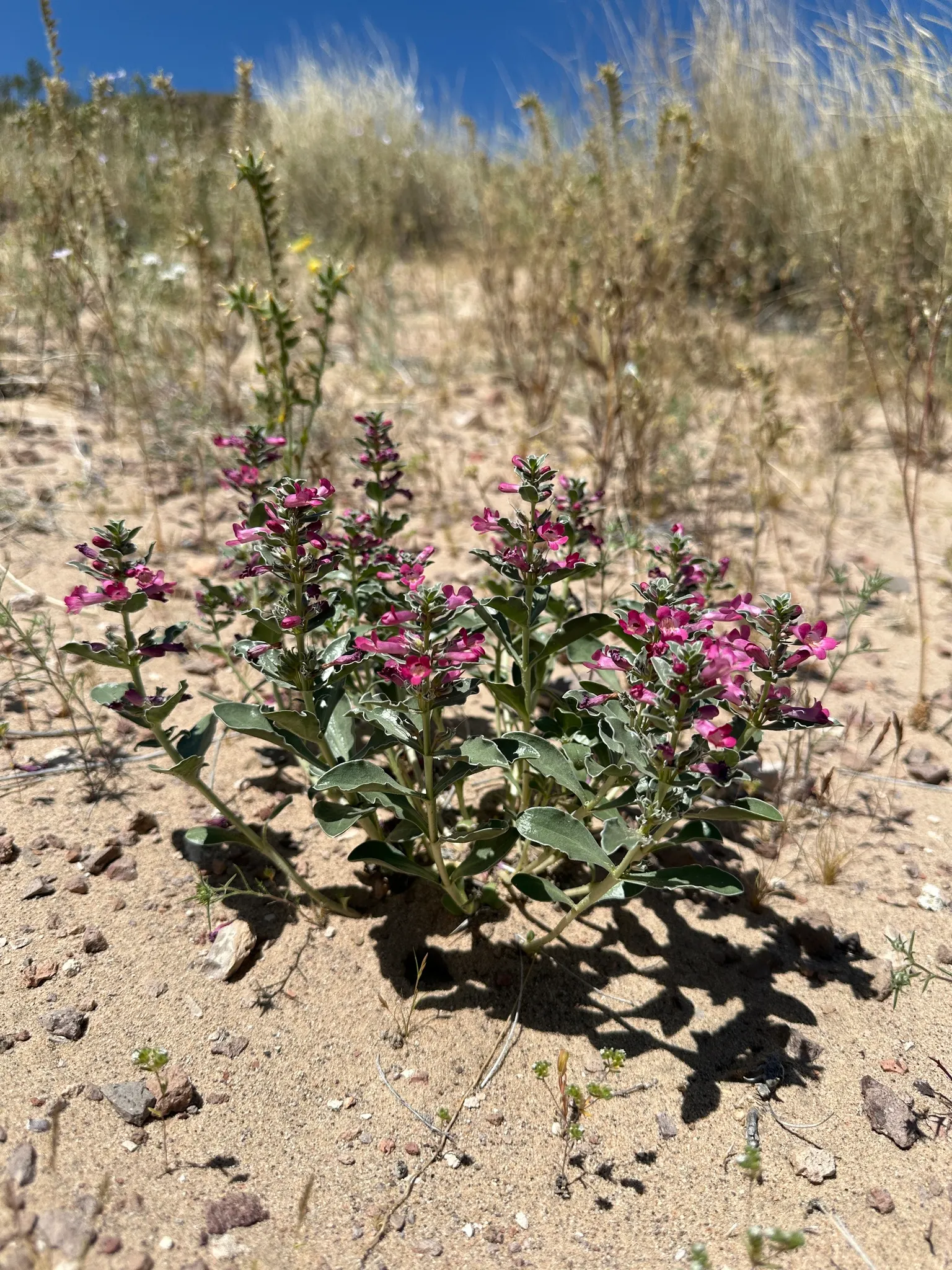 Beardtongue (Penstemon Digitalis 'Blackbeard') — Reaching heights of approximately 2 to 3 feet with a similar spread; these blooms are particularly attractive
