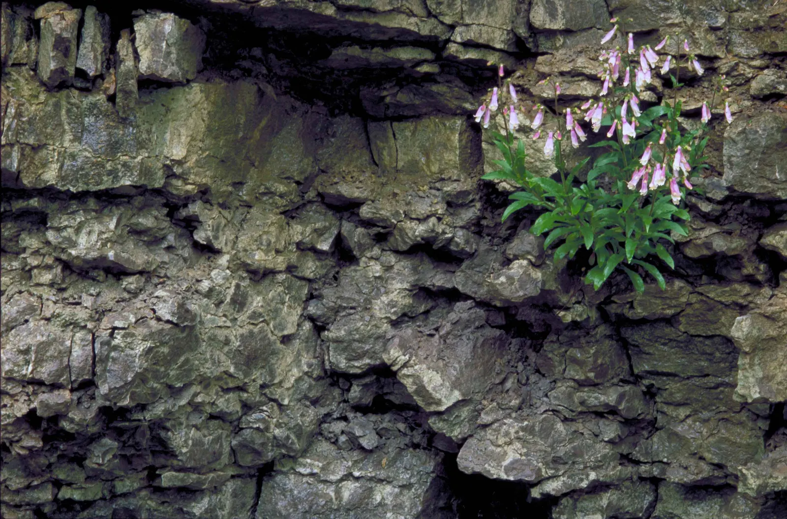 Beardtongue (Penstemon Digitalis 'Blackbeard') — Penstemon digitalis 'Blackbeard' is an alluring perennial boasting tall