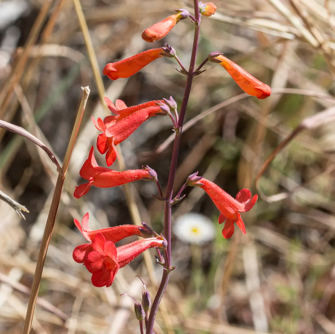 Beardtongue (Penstemon Digitalis 'Blackbeard') — Pollinator-friendly, it blooms from late spring to early summer, attracting bees and hummingbirds