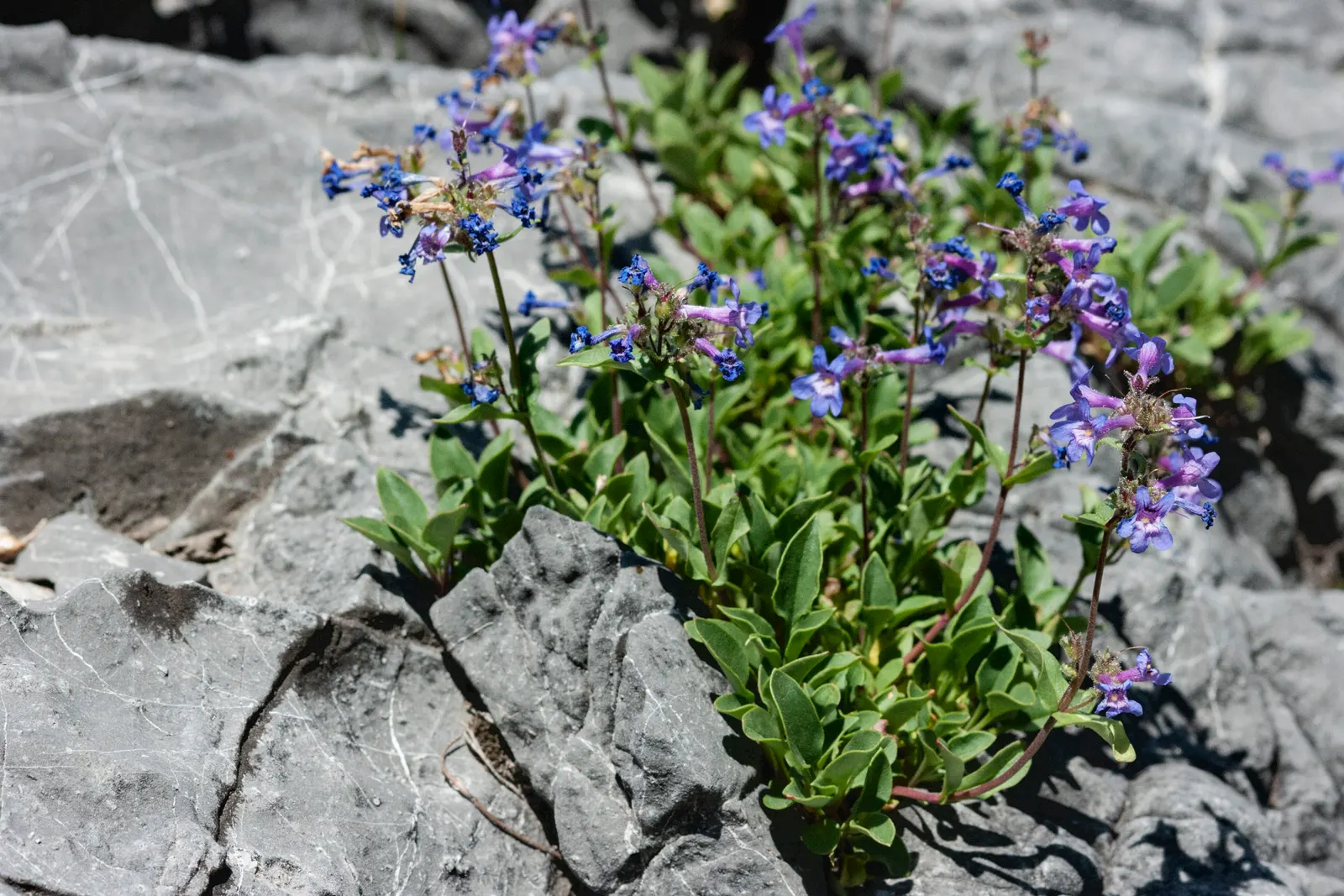Beardtongue (Penstemon Digitalis 'Blackbeard') — Given its hardiness and low maintenance, image 25