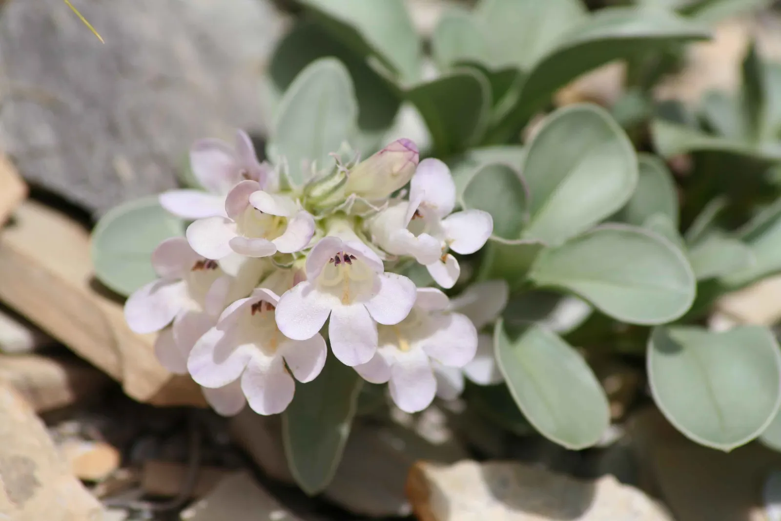 Beardtongue (Penstemon Digitalis 'Blackbeard') — Pollinator-friendly, it blooms from late spring to early summer, attracting bees and hummingbirds; deadheading