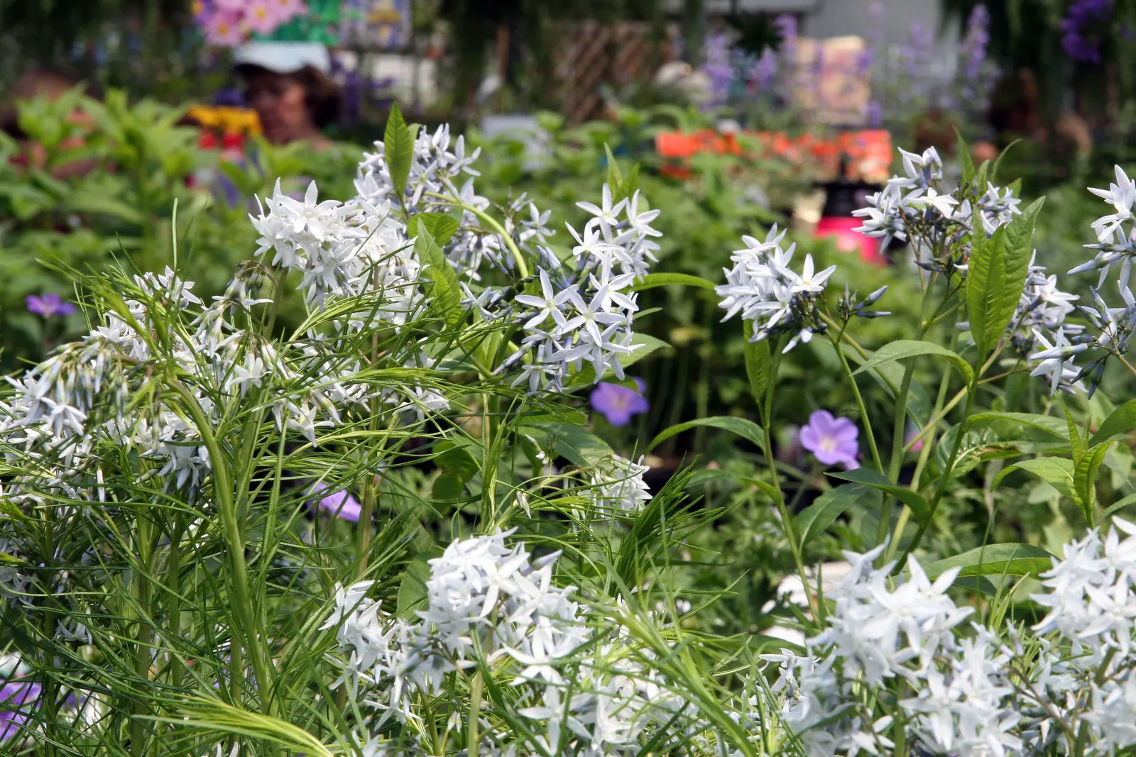 Arkansas Amsonia (Amsonia Hubrichtii) — is a perennial that brings a delicate and feathery texture to your garden with its narrow