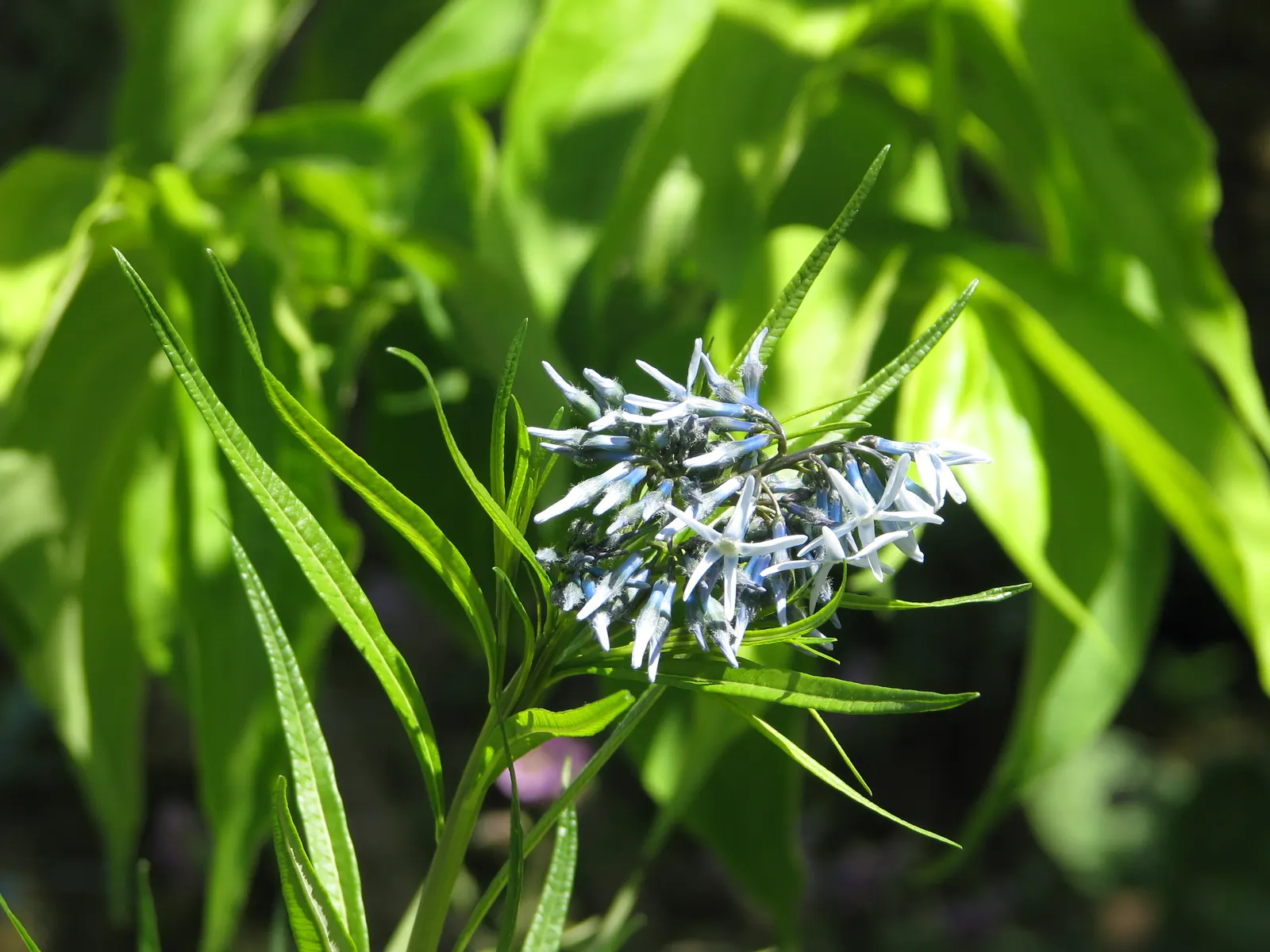 Arkansas Amsonia (Amsonia Hubrichtii) — This perennial reaches a height and spread of 2 to 3 feet; it is remarkably adaptable but performs, image 51