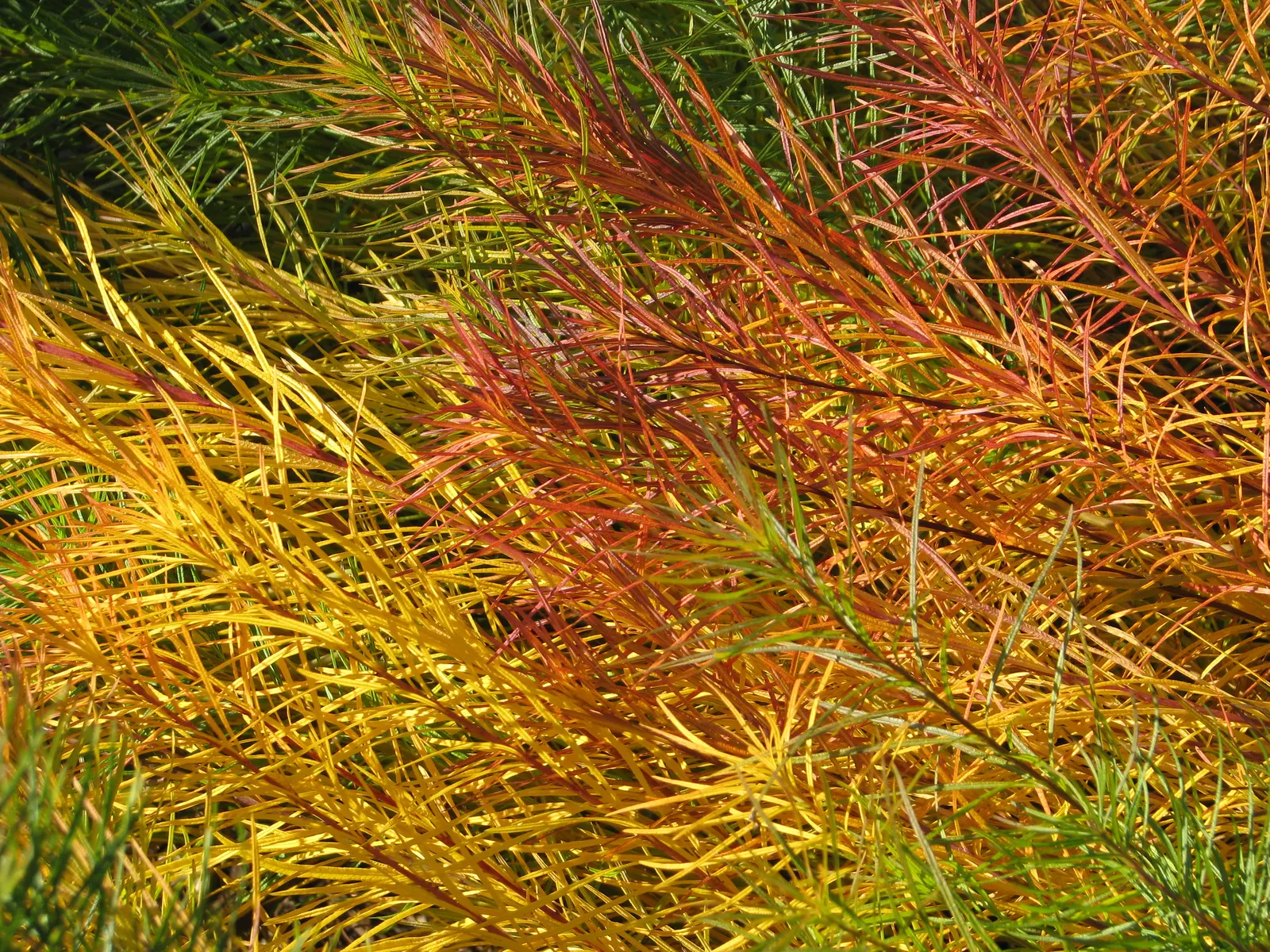 Arkansas Amsonia (Amsonia Hubrichtii) — scientifically named Amsonia hubrichtii
