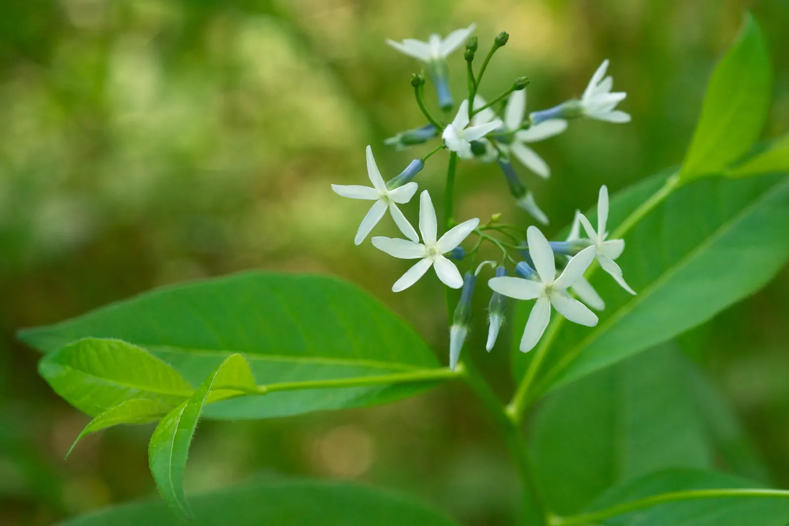 Arkansas Amsonia (Amsonia Hubrichtii) — This perennial reaches a height and spread of 2 to 3 feet