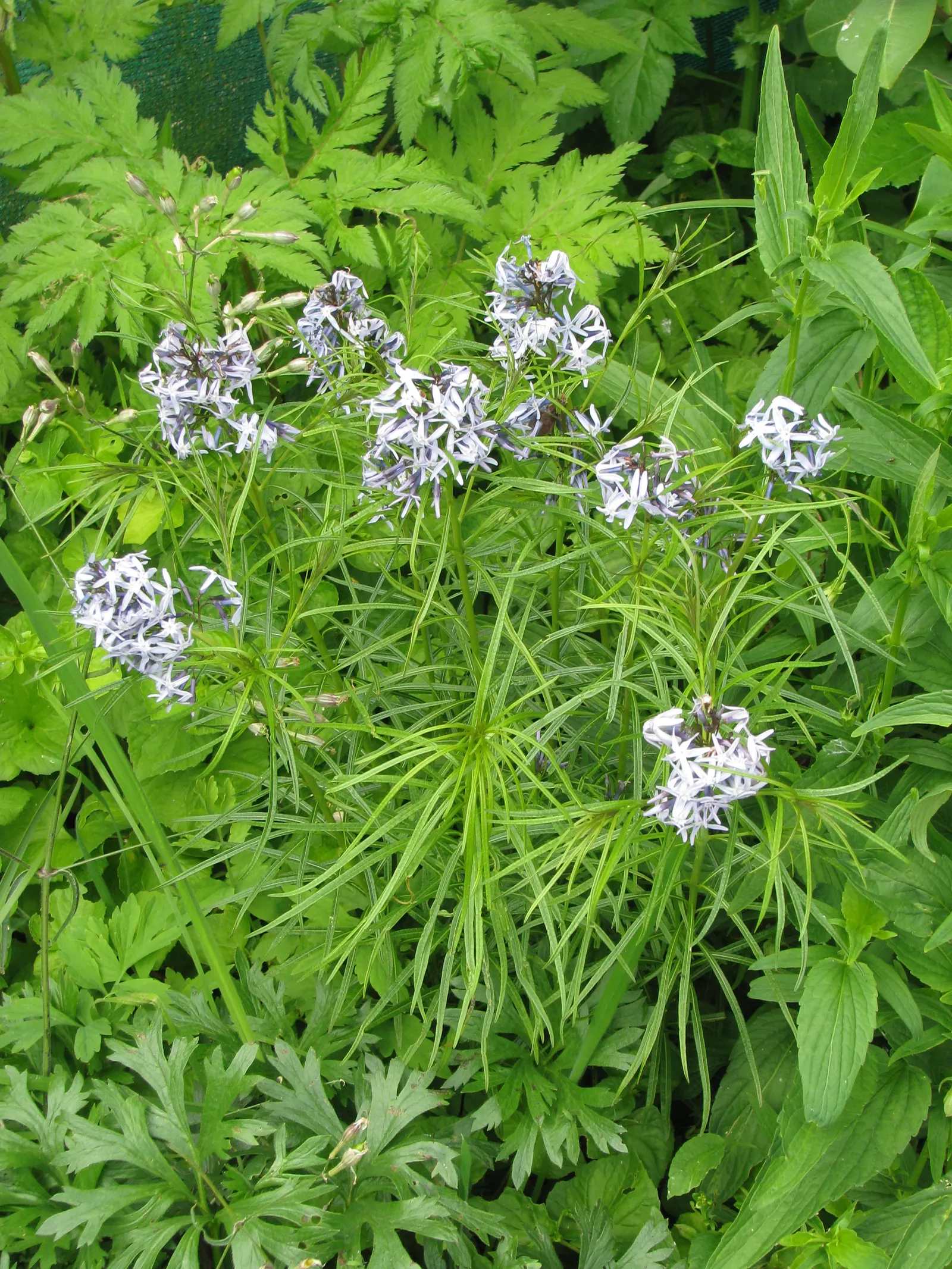 Arkansas Amsonia (Amsonia Hubrichtii) — is a perennial that brings a delicate and feathery texture to your garden with its narrow; thrives in full sun to part