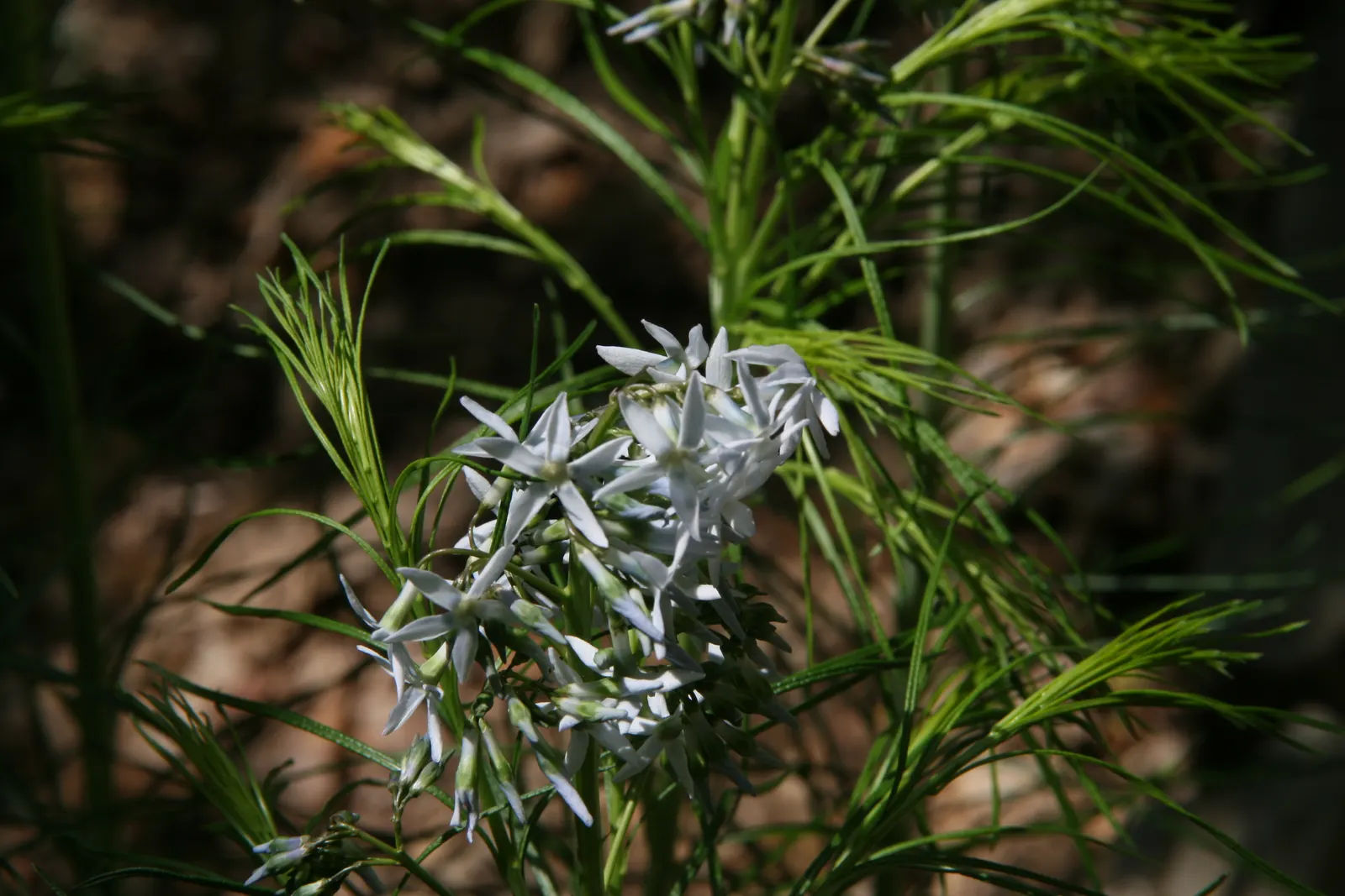 Arkansas Amsonia (Amsonia Hubrichtii) — Noteworthy for its golden-yellow fall color; and tolerates a range of soil conditions, image 53