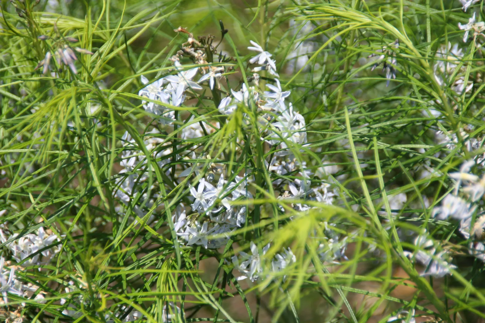 Arkansas Amsonia (Amsonia Hubrichtii) — blue flowers in the garden