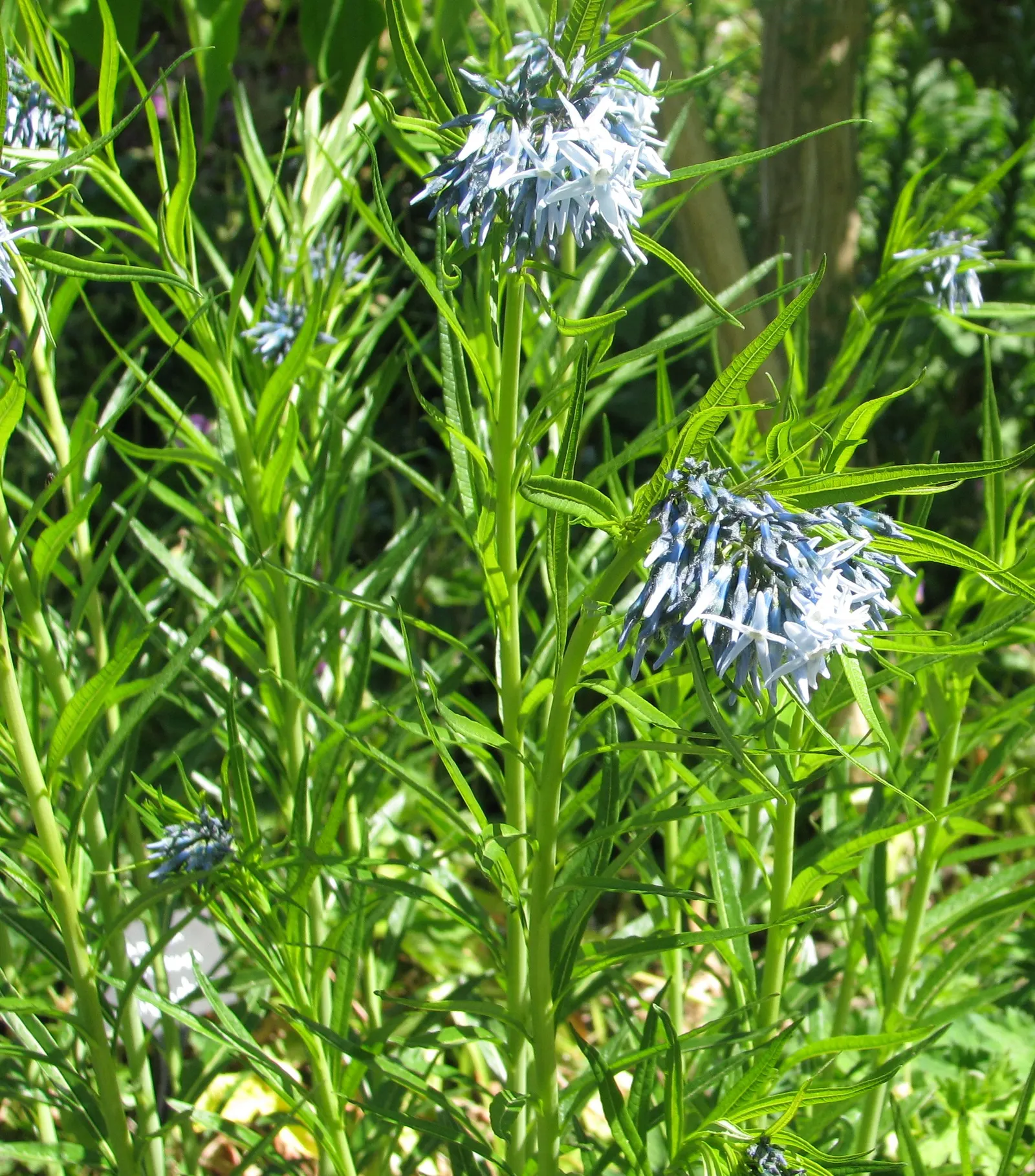 Arkansas Amsonia (Amsonia Hubrichtii) — preferring full sun to part shade conditions