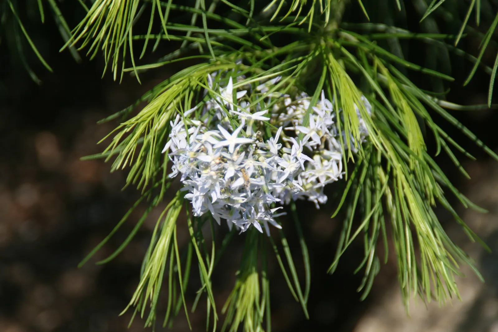 Arkansas Amsonia (Amsonia Hubrichtii) — mounded shape.<br><br>In the spring