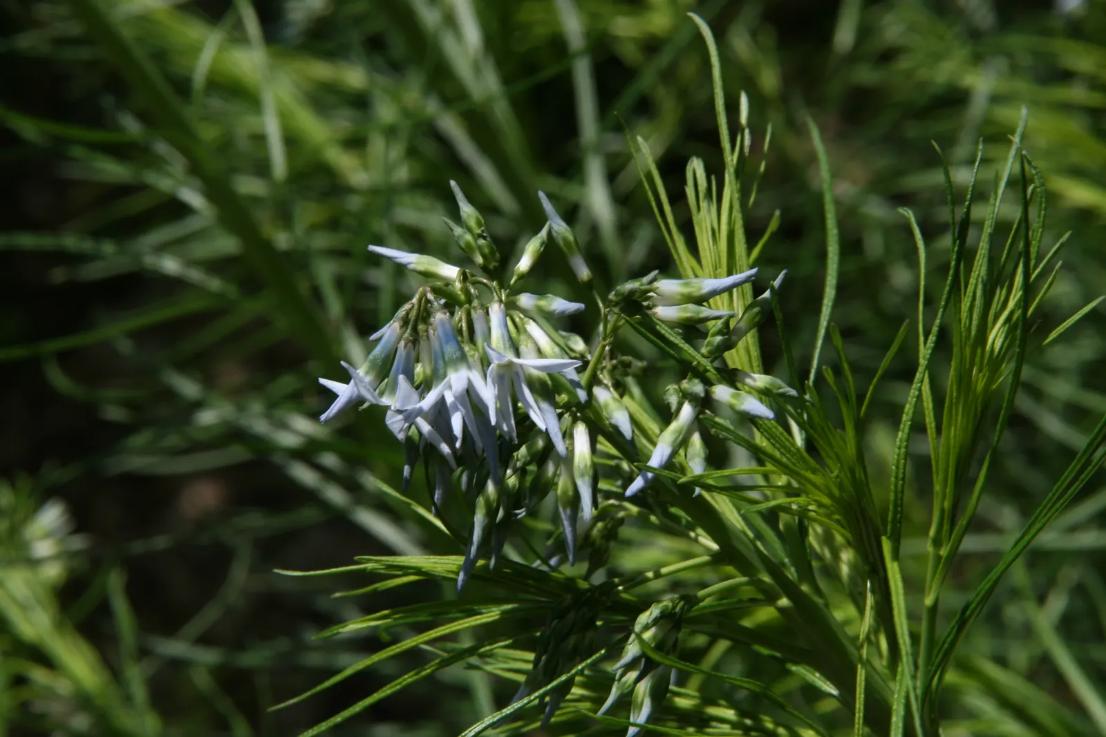 Arkansas Amsonia (Amsonia Hubrichtii) — thrives in full sun to part shade; is a perennial that brings a delicate and feathery texture to your, image 50
