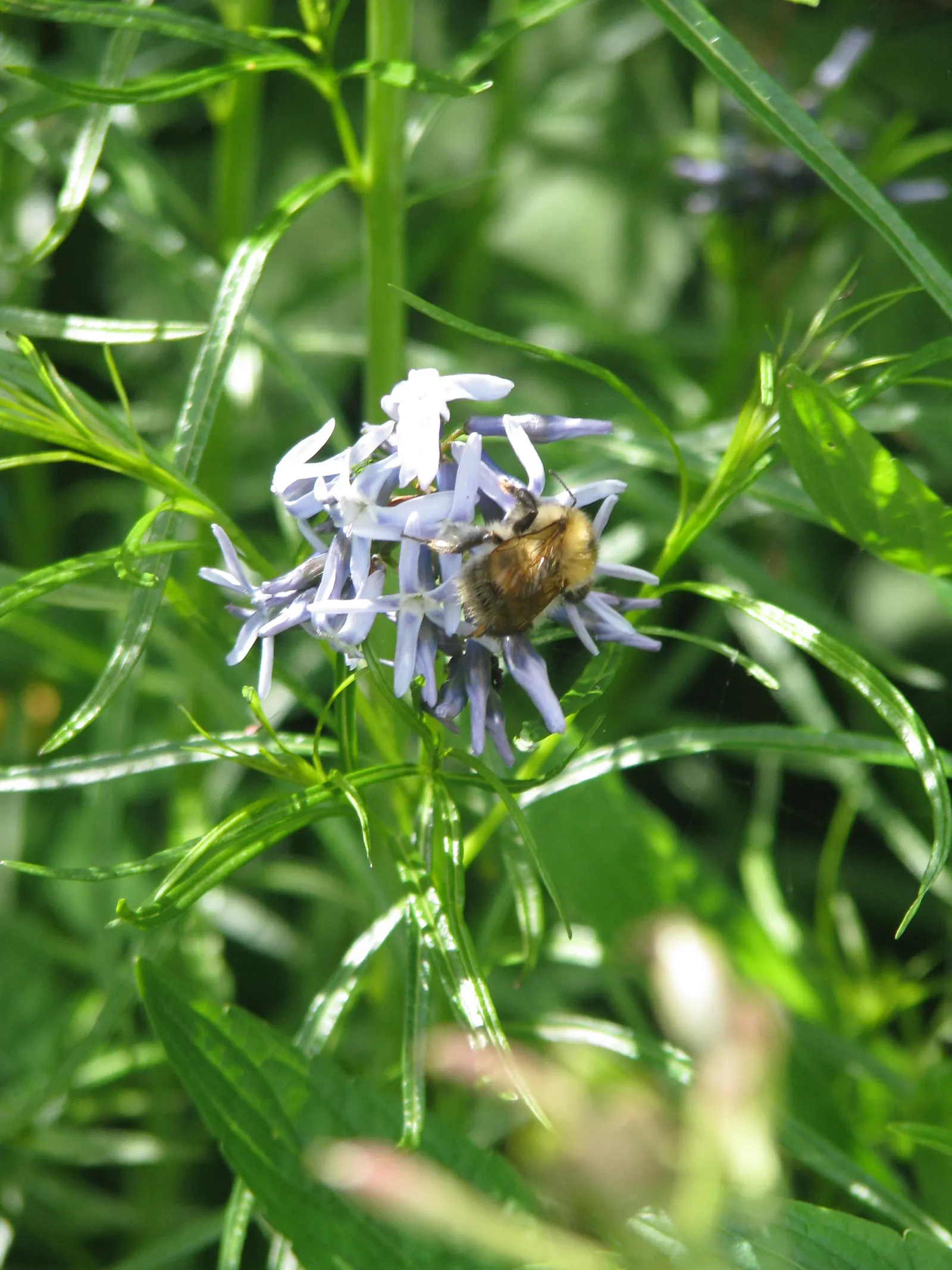 Arkansas Amsonia (Amsonia Hubrichtii) — and tolerates a range of soil conditions; noteworthy for its golden-yellow fall color