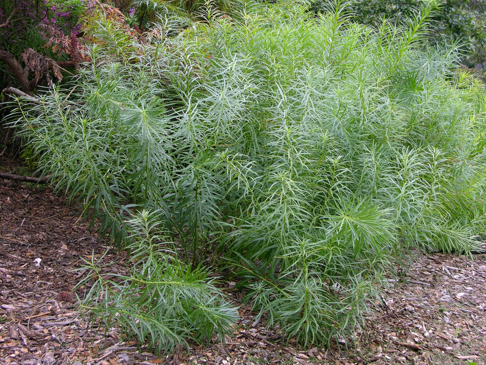 Arkansas Amsonia (Amsonia Hubrichtii) — This perennial reaches a height and spread of 2 to 3 feet; it is remarkably adaptable but performs optimally in