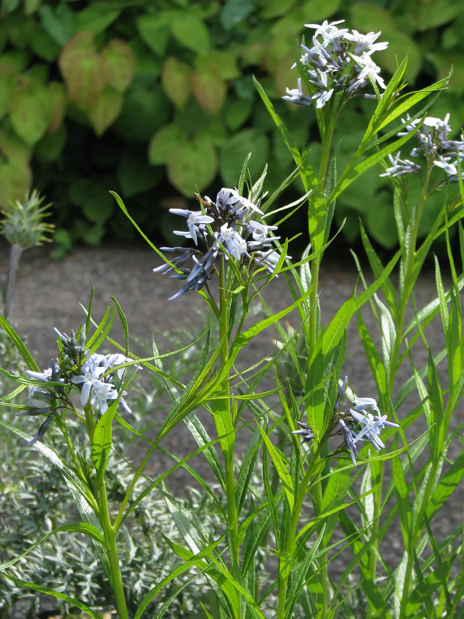Arkansas Amsonia (Amsonia Hubrichtii) — Amsonia hubrichtii offers a stunning autumnal transition; it's hardy in zones 5 to 8